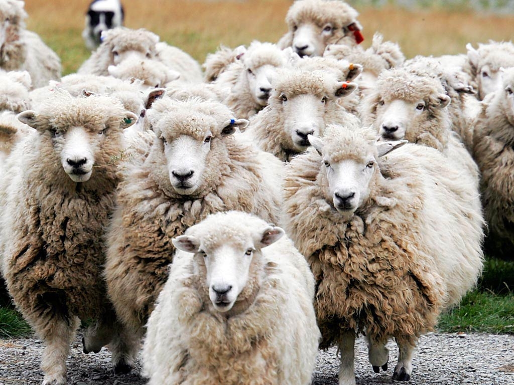 1030x770 Sheep Wallpaper Wallpaper Inn, Desktop