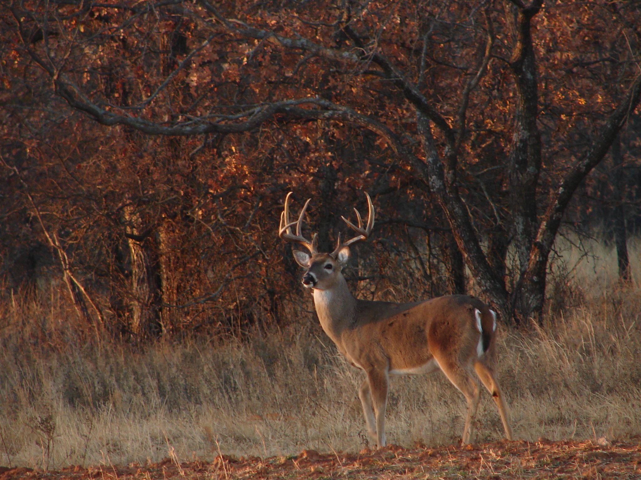 2050x1540 Buck Background. Big Buck Wallpaper, Desktop