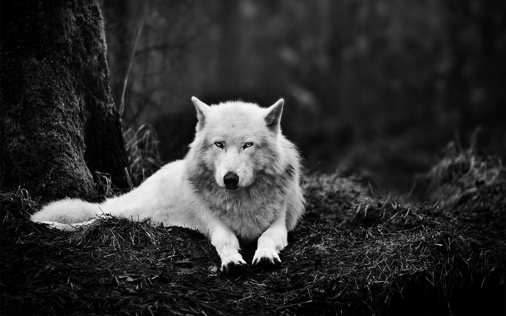 1920x1200 Wolf Wallpaper HD wallpaper search, Desktop