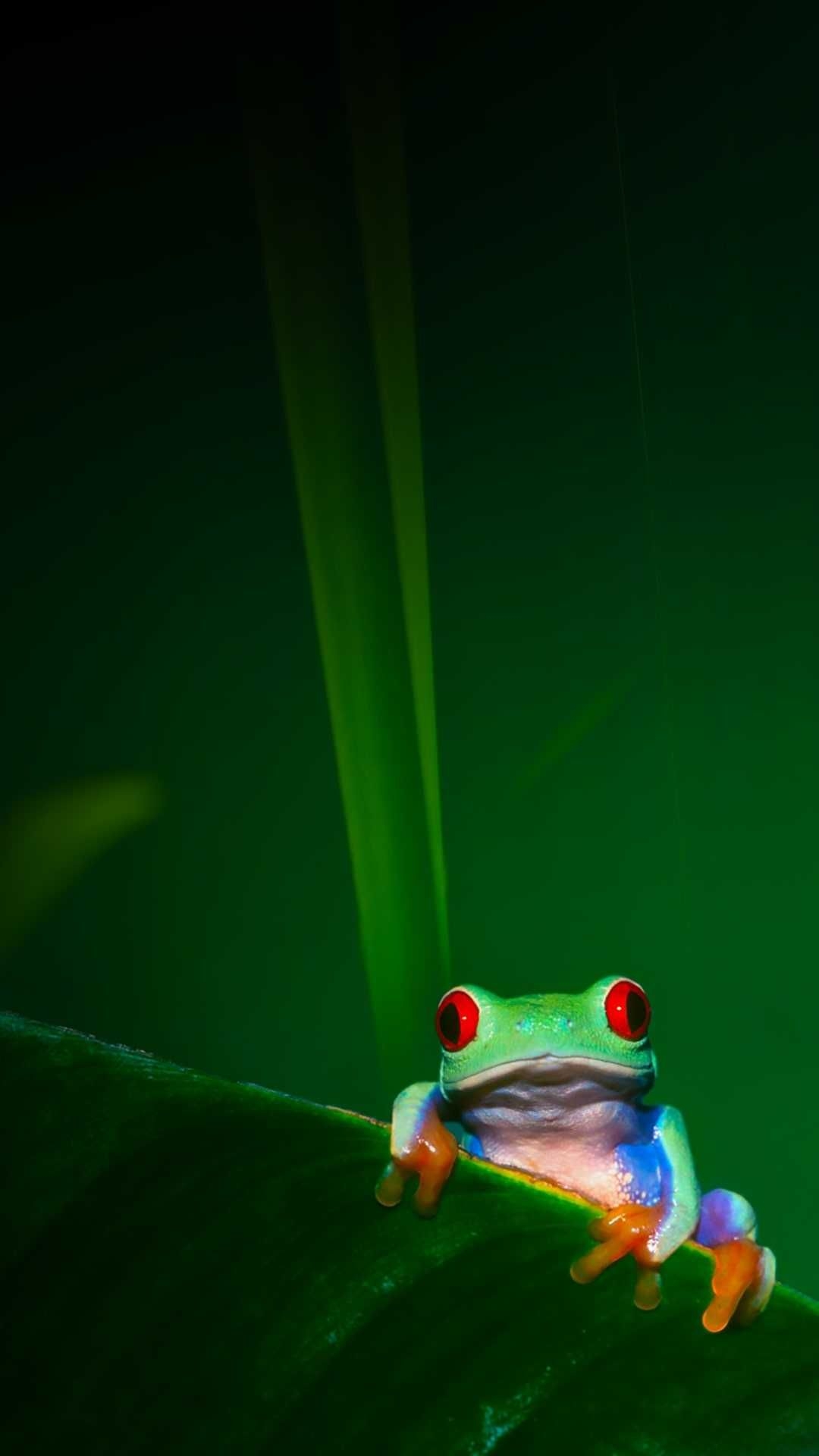 1080x1920 Frog Wallpaper Discover More Cute Frog, Frog, Green Frog Wallpaper. /frog Wallpaper. Frog Wallpaper, Wallpaper Iphone Love, IPhone Wallpaper, Phone