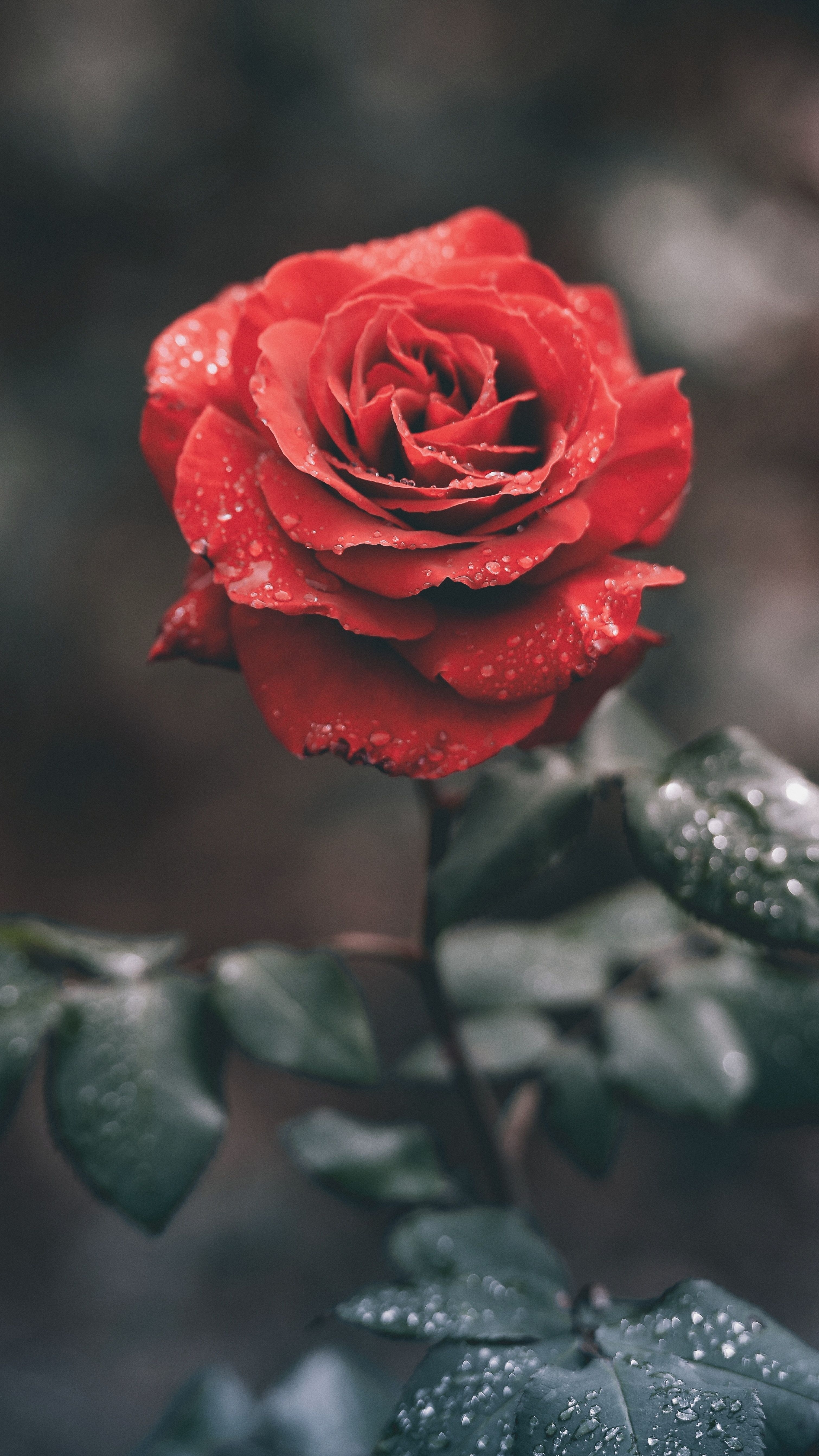 3030x5380 Vine Flower Wallpaper Aesthetic, Phone