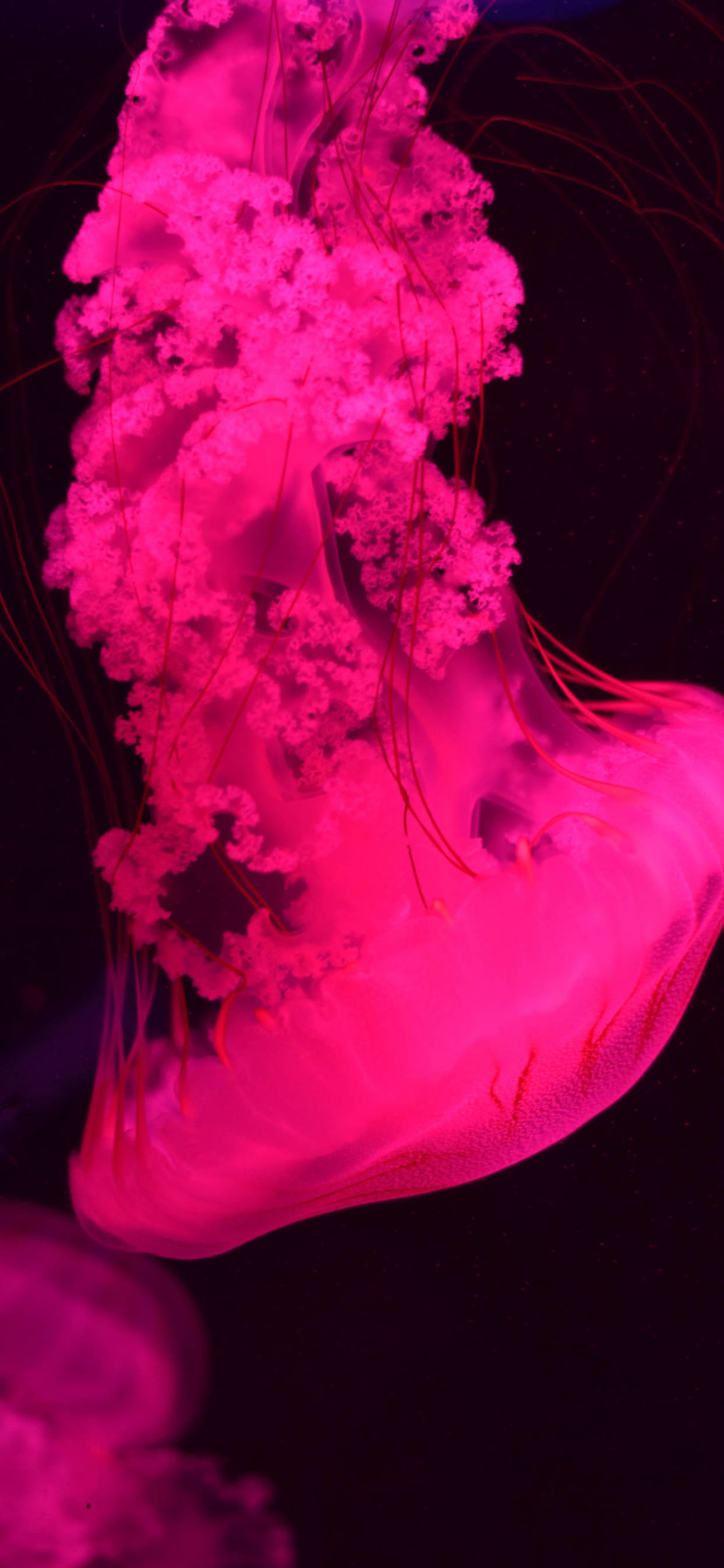 1190x2560 Jellyfish Wallpaper for iPhone Pro Max, X, 6, Phone