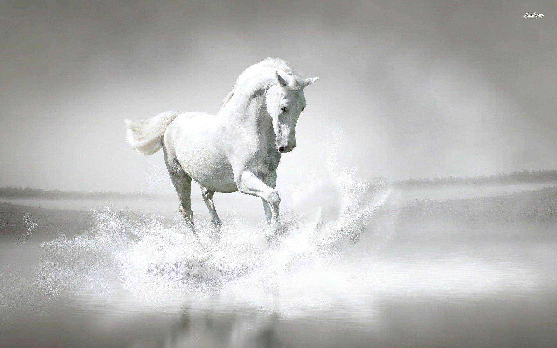 1920x1200 Pure White Horse HD Wallpaper, Desktop