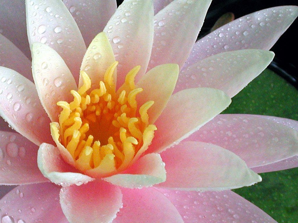 1030x770 waterlily, Desktop