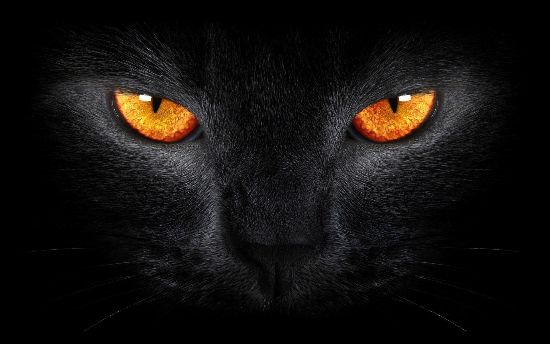 1920x1200 Wallpaper Black Cat, Scary, Yellow eyes, Dark background, Animals, Desktop