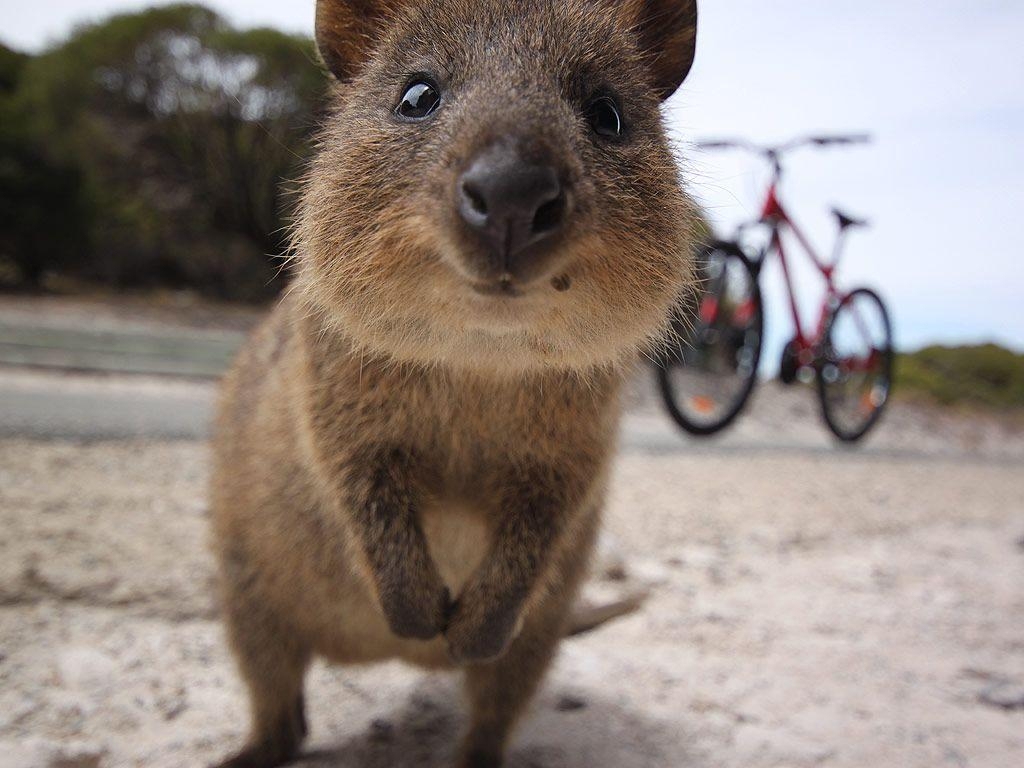 1030x770 Quokka Wallpaper.com, Desktop