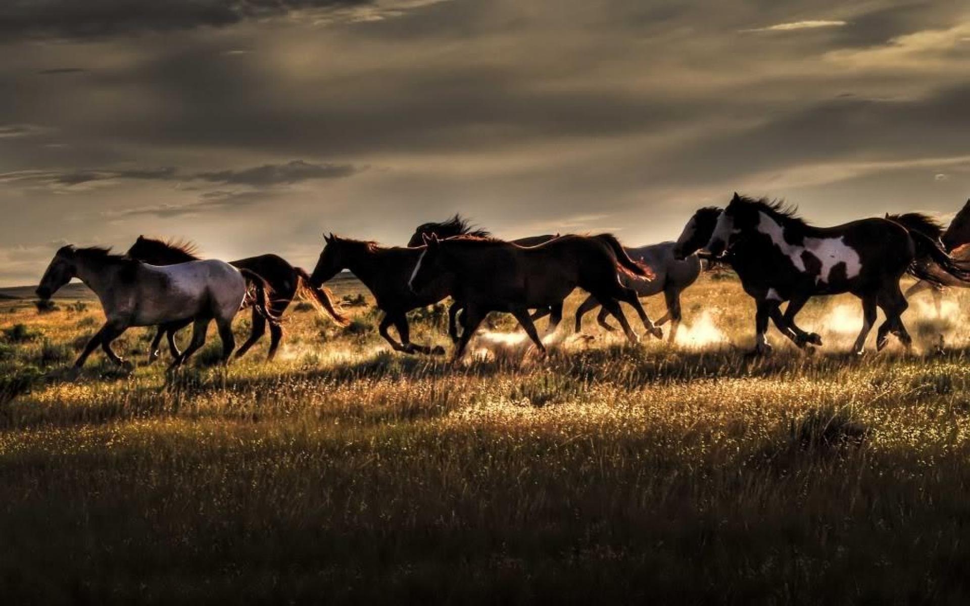 1920x1200 Free download Wild Horse Wallpaper - [], Desktop