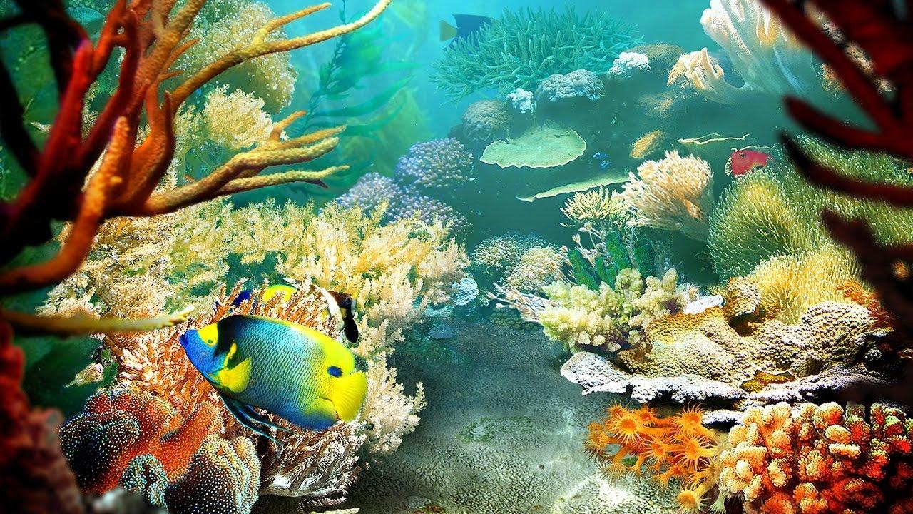 1280x720 Tropical Fish 3D Screensaver & Live Wallpaper HD, Desktop