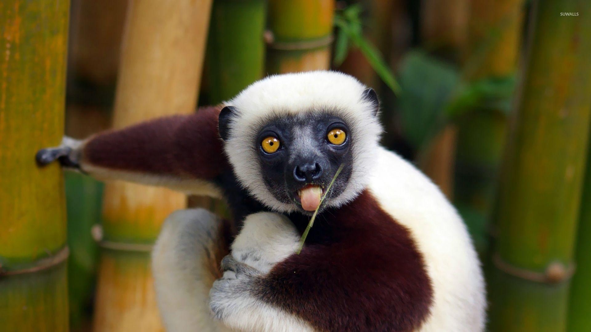 1920x1080 Lemur wallpaper wallpaper, Desktop