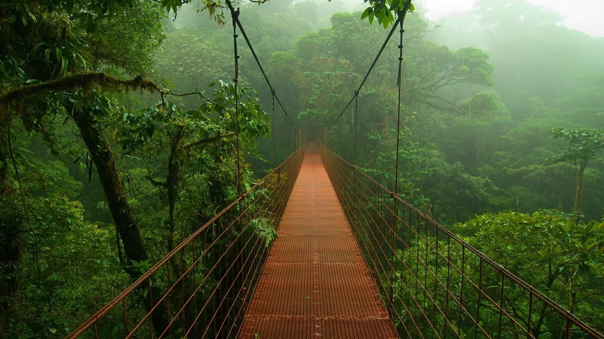 1920x1080 Rainy Forest Wallpaper, Desktop