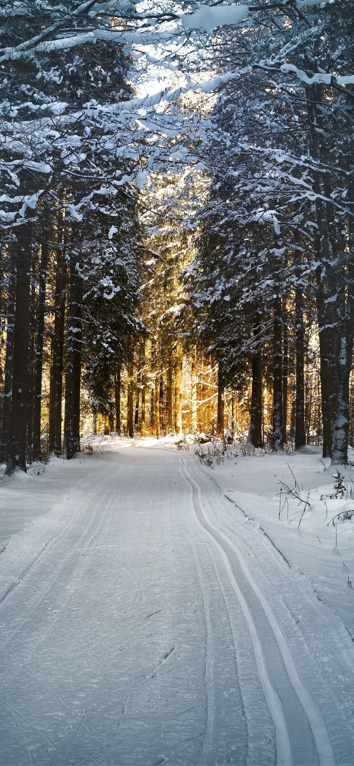 1250x2690 Winter, Trees, Path, Snow, Sunshine  IPhone 11 Pro XS Max Wallpaper, Background, Picture, Image, Phone