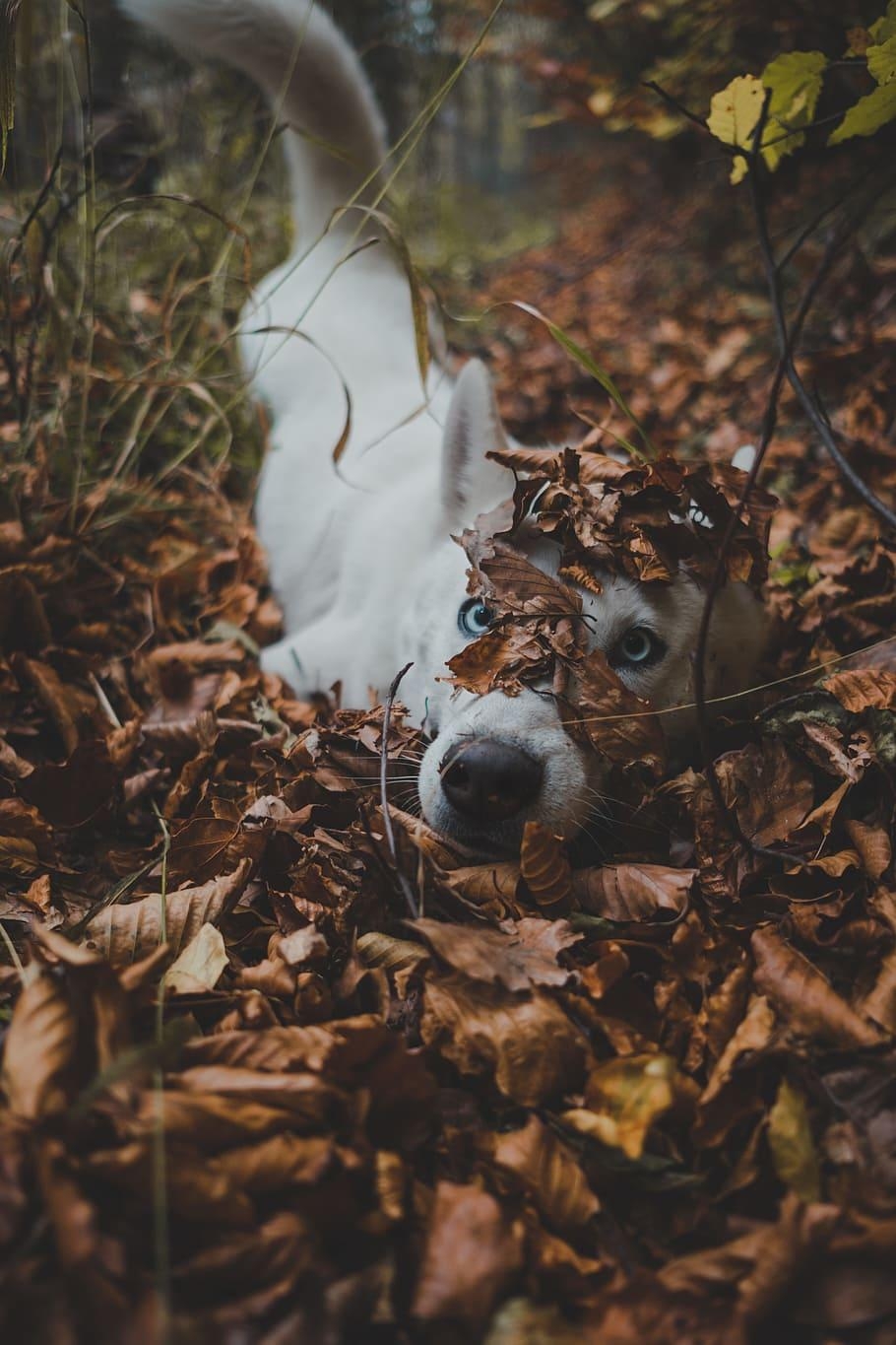 910x1370 HD wallpaper: white dog lying in bush, eye, forest, autumn, vsco, fur, blue, Phone