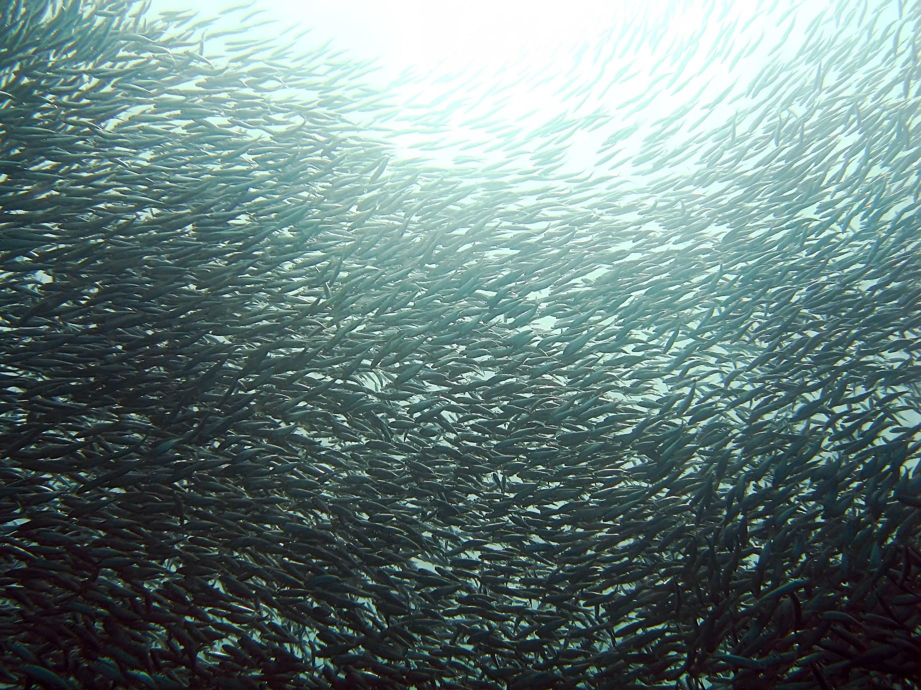 1850x1390 Sardine Wallpaper. Sardine Wallpaper, Desktop