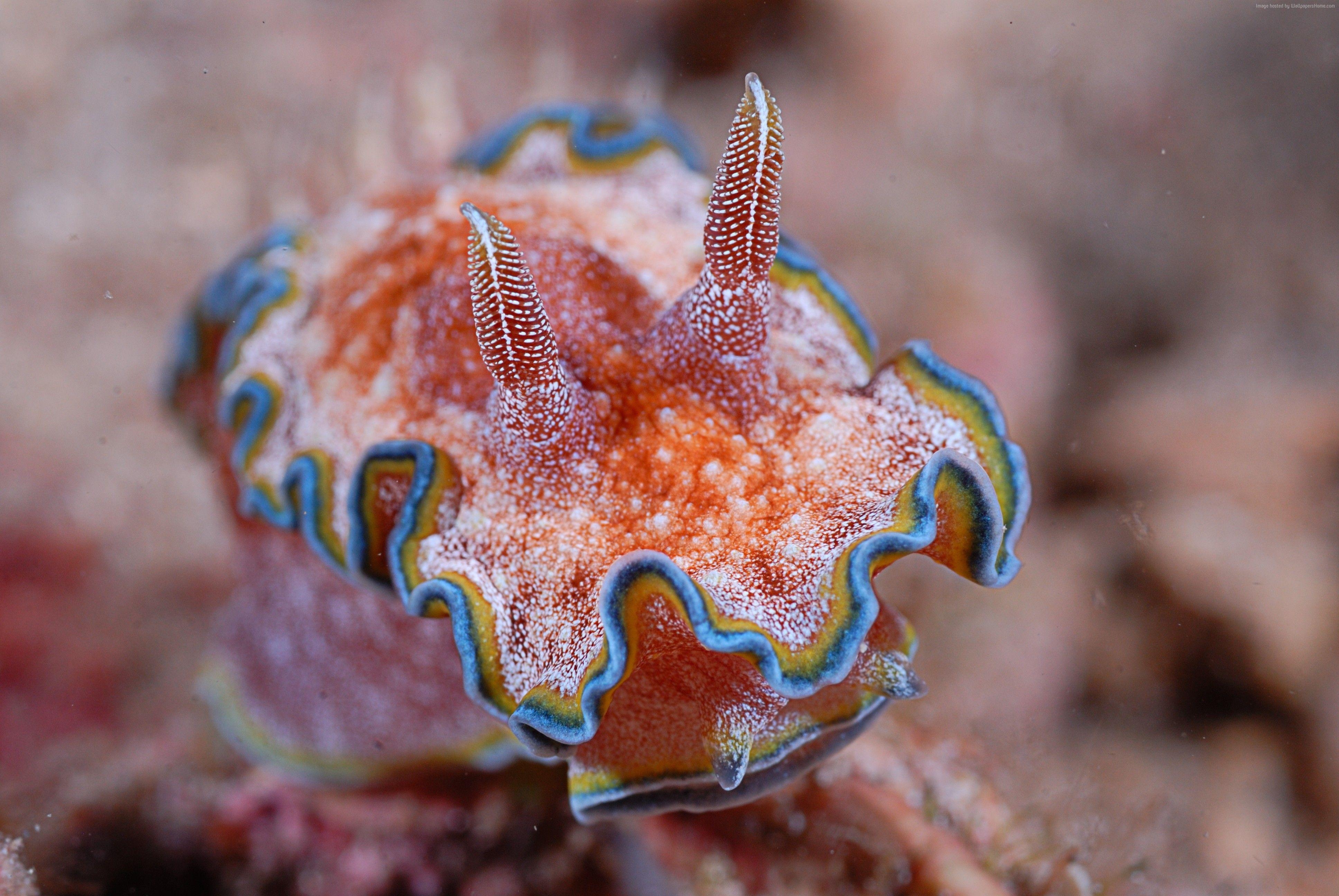 3880x2600 Nudibranch Wallpaper, Animals / Aquatic: Nudibranch, Deep, Desktop