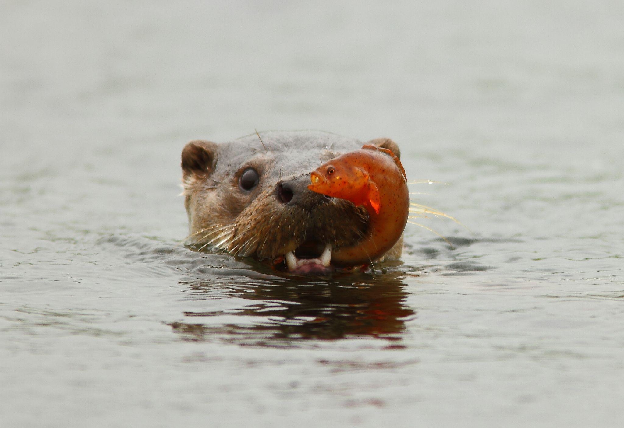 2050x1410 Baby Otter Wallpaper, Desktop