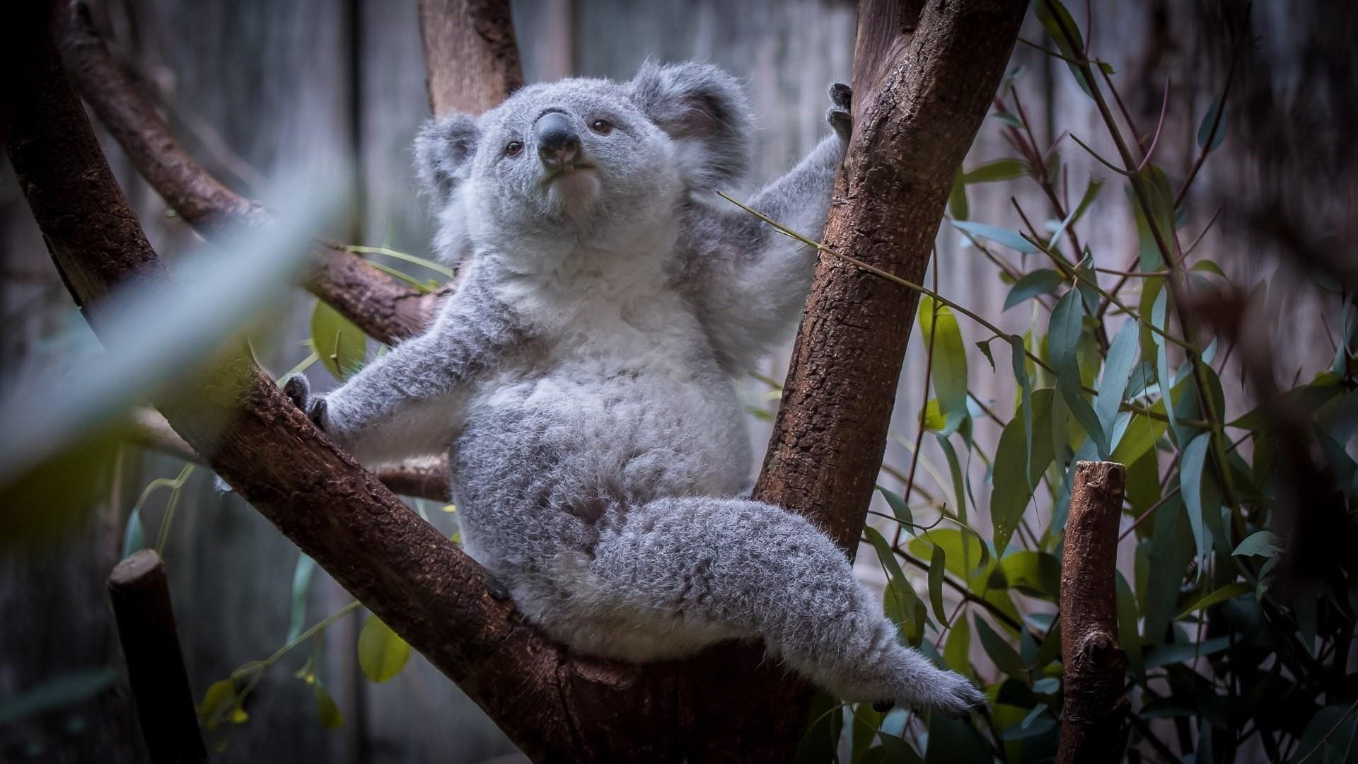 1920x1080 Baby Koala Wallpaper, Desktop