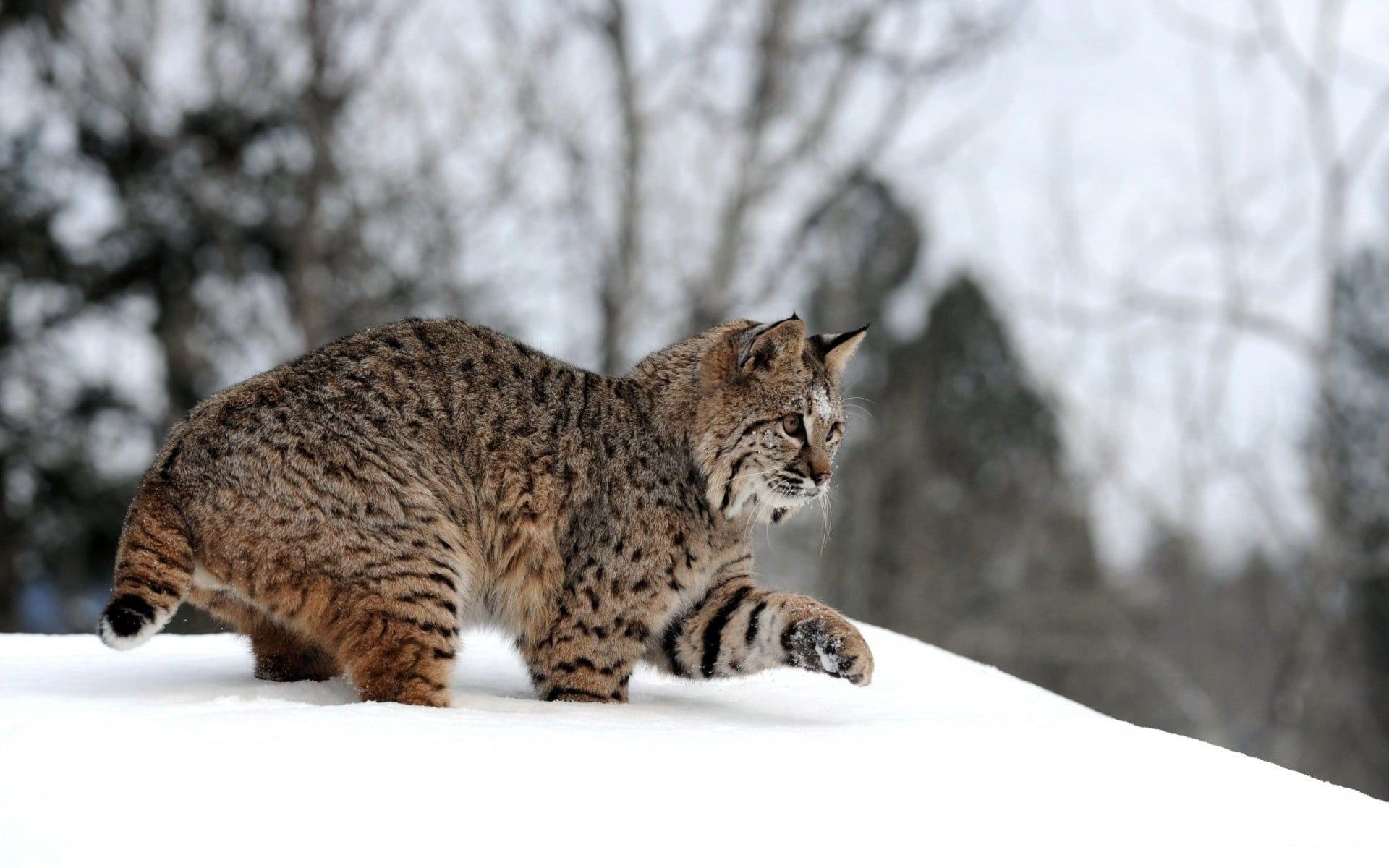 1920x1200 Bobcat on snow HD wallpaper, Desktop