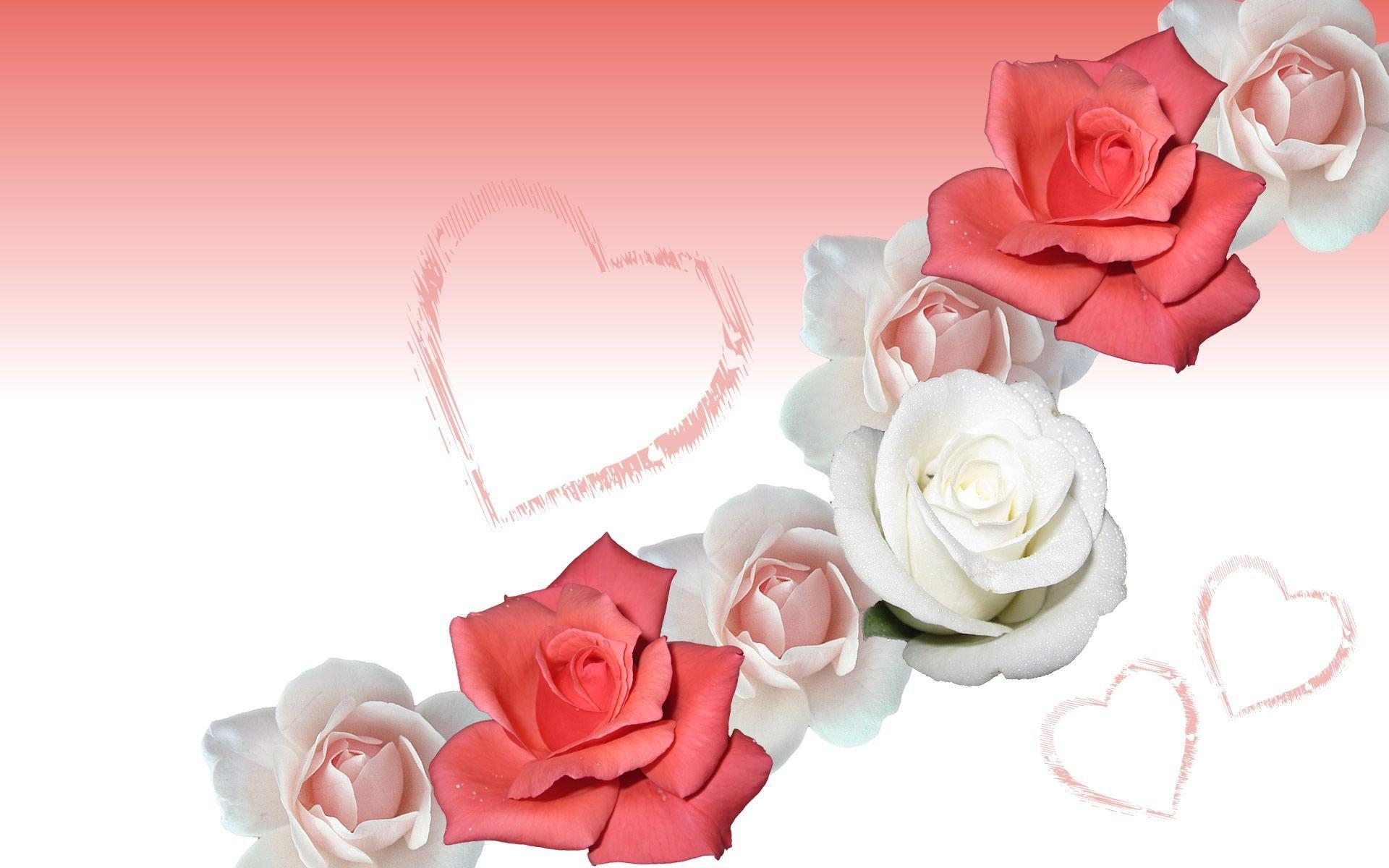 1920x1200 Rose Wallpaper and Background, Desktop