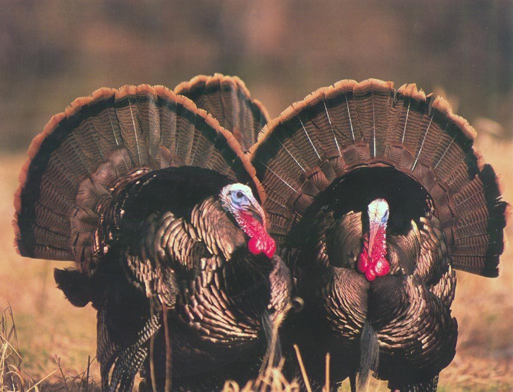 1030x790 Wild Turkey Hunting, Desktop