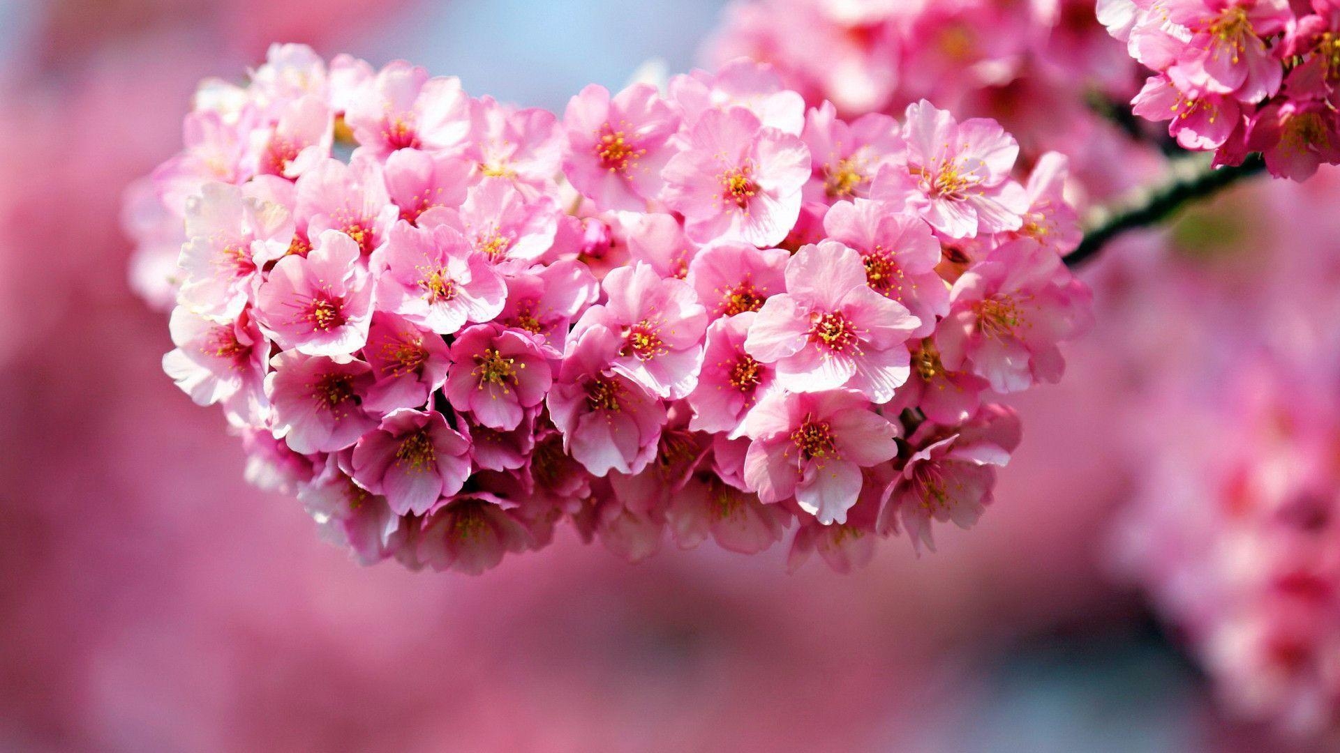 1920x1080 Flowers For > Pink Flowers Wallpaper Desktop, Desktop