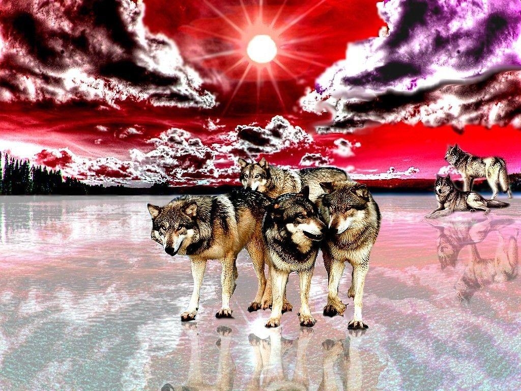 1030x770 Mountains: Wolfs Nature Mountain Ice Mountains Natures Color Wolf, Desktop