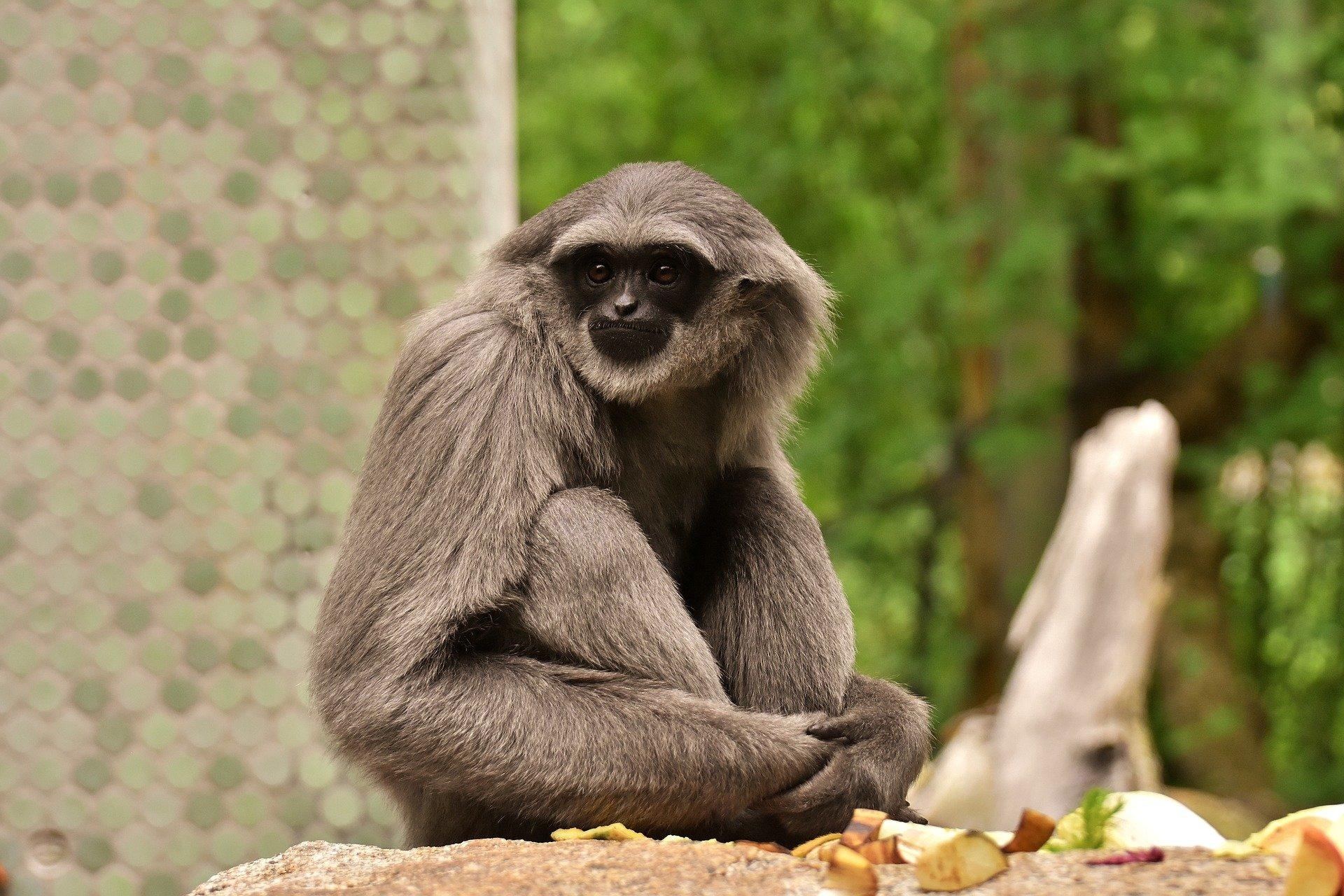 1920x1280 Gibbon HD Wallpaper and Background Image, Desktop