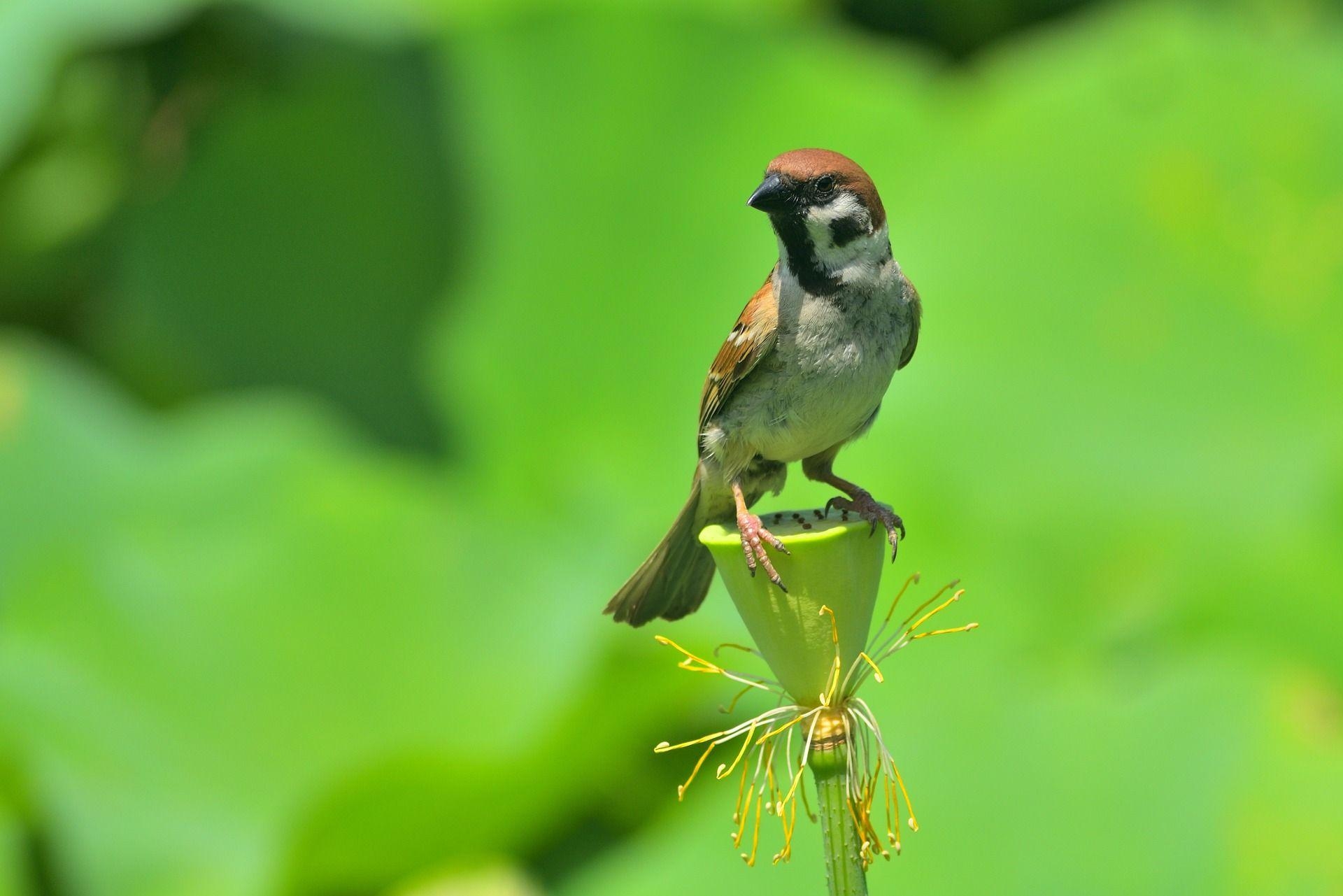 1920x1290 Sparrow Wallpaper Only Free Download HD Desktop Image, Desktop