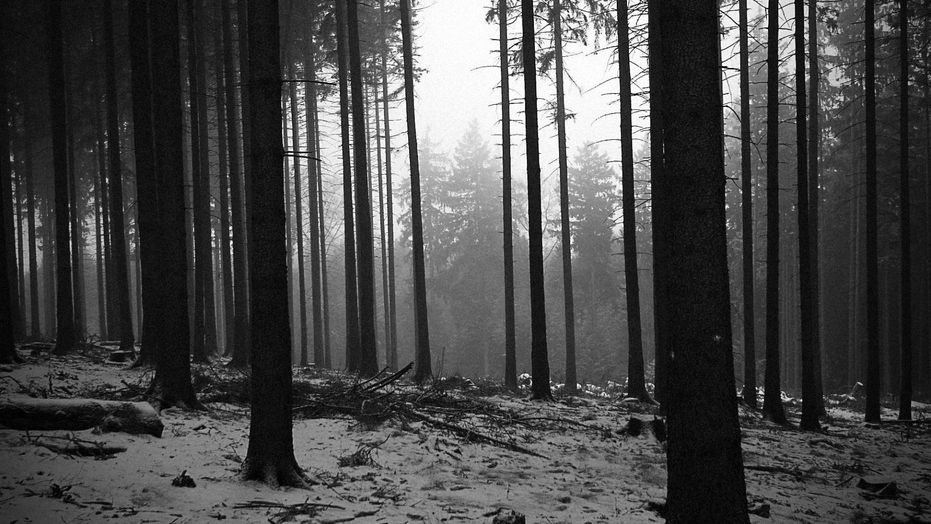 1920x1080 Black and White Forest Wallpaper, Desktop