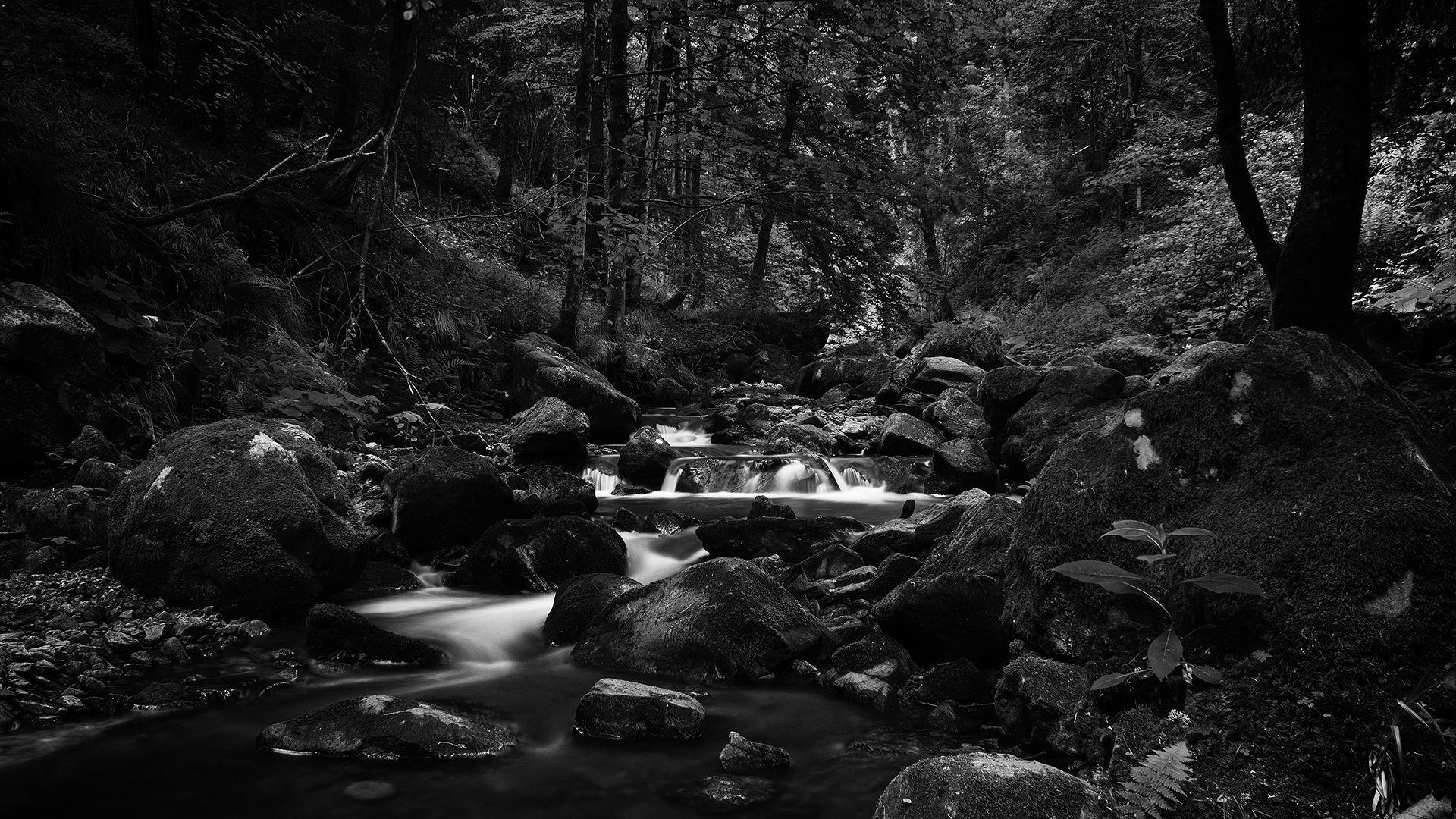 1920x1080 Forest River Stream Black and White Wallpaper, Desktop