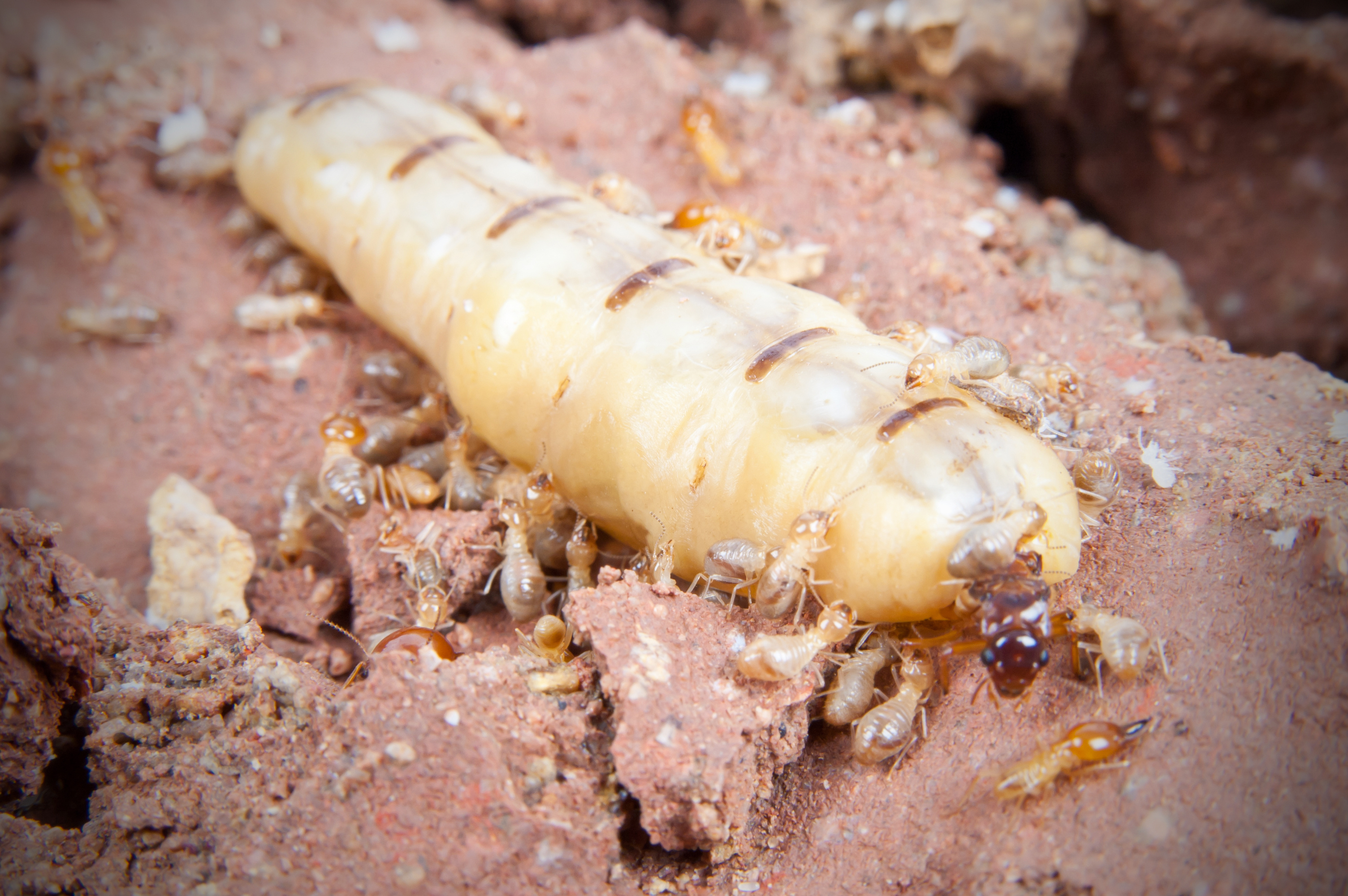 3010x2000 Termites Wallpaper High Quality, Desktop