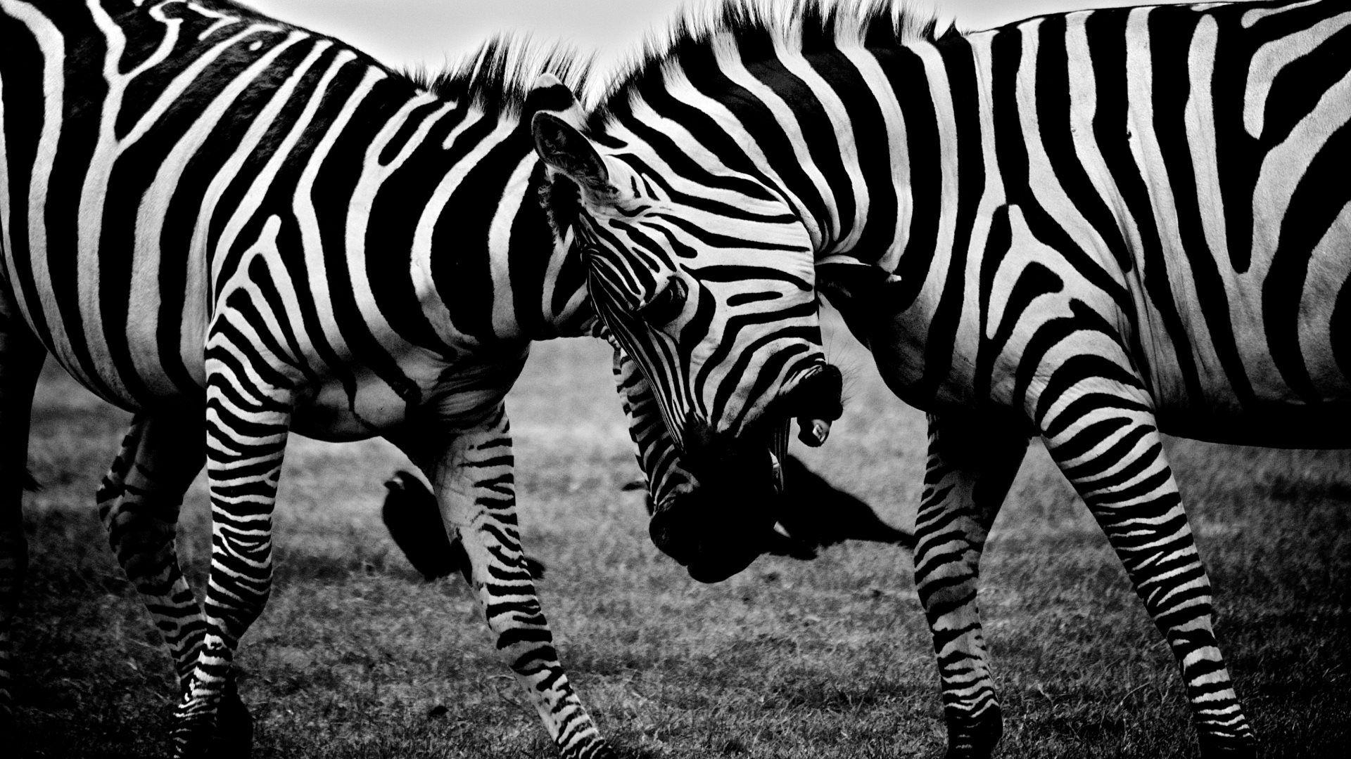 1920x1080 Animals > Zebras Covers, Wallpaper and Background on MobDecor, Desktop