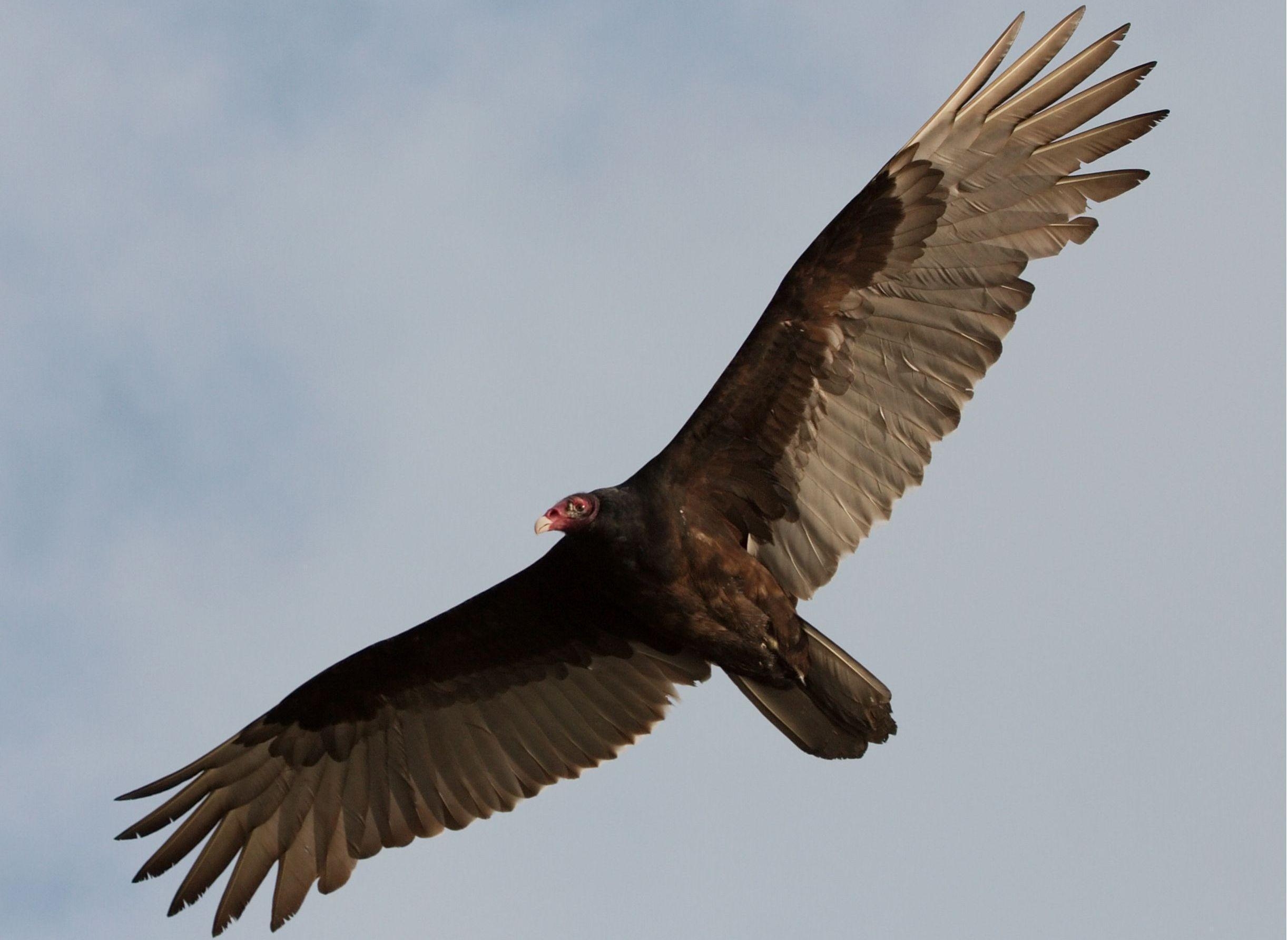 2450x1790 HD Turkey Vulture Wallpaper, Desktop