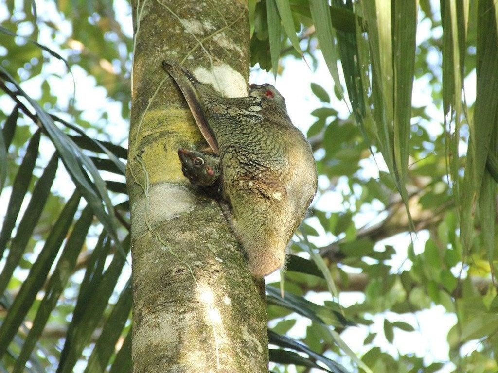 1030x770 Colugos are gliding mammals related to primates. They give, Desktop