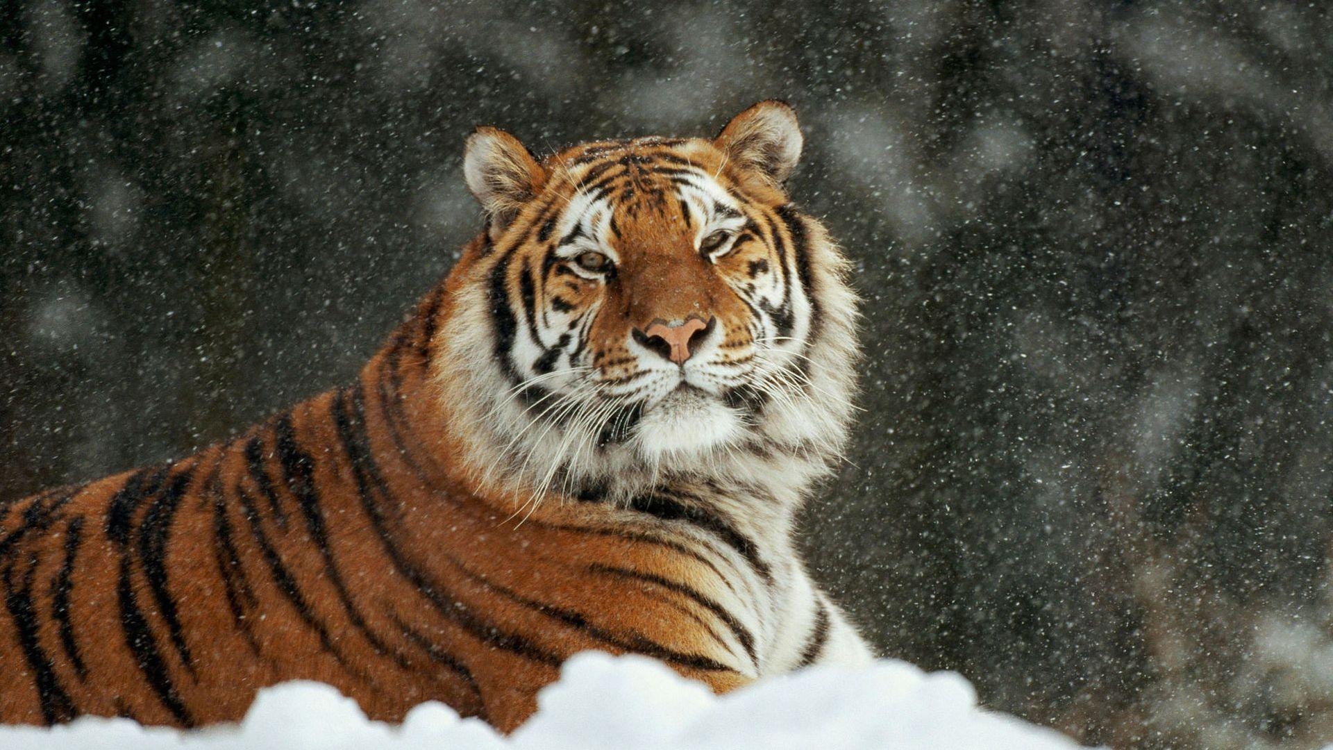 1920x1080 Siberian Snow Tiger wallpaper (78 Wallpaper), Desktop