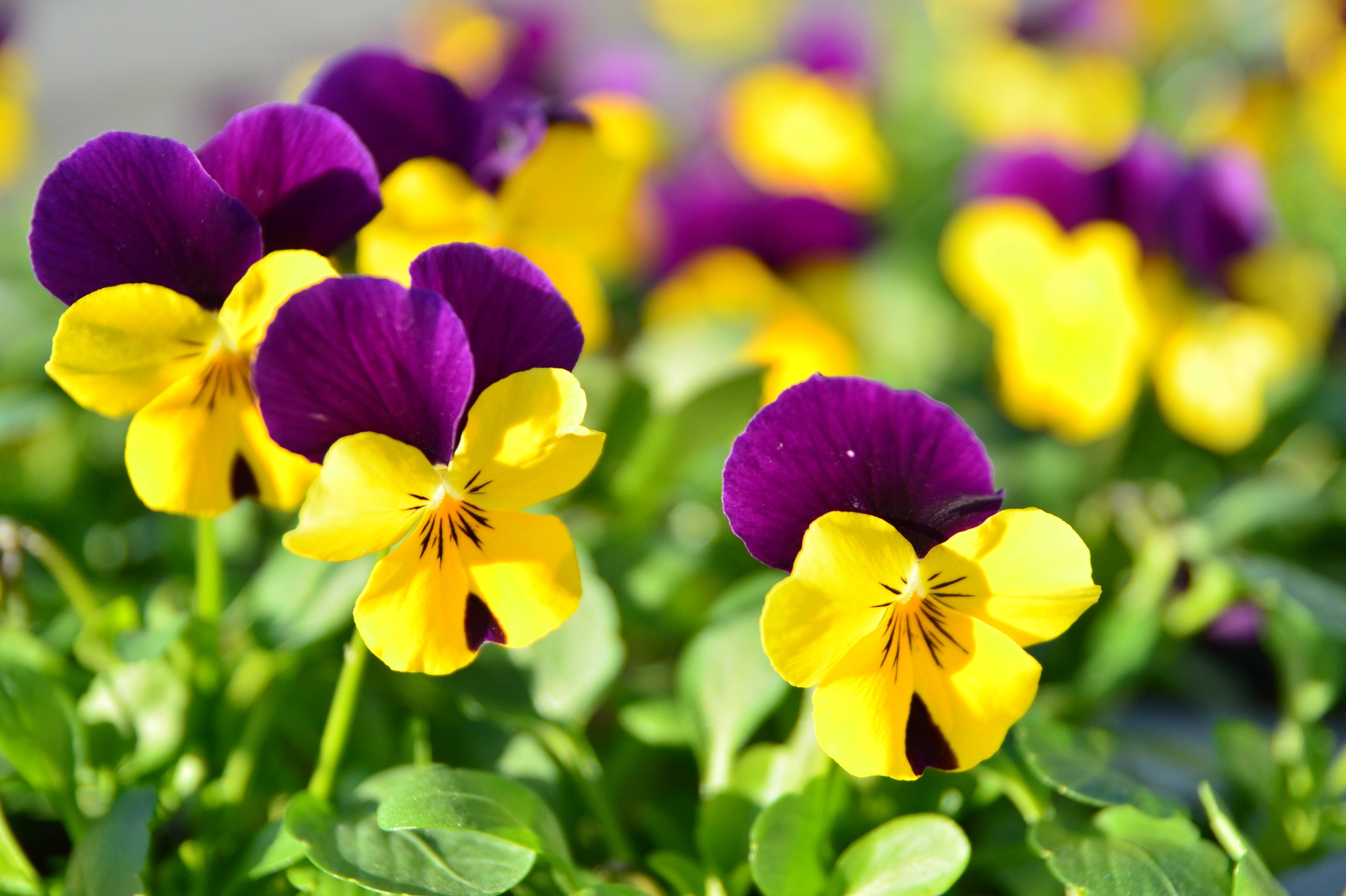 4480x2990 Pansy Flowers HD Wallpaper, Desktop