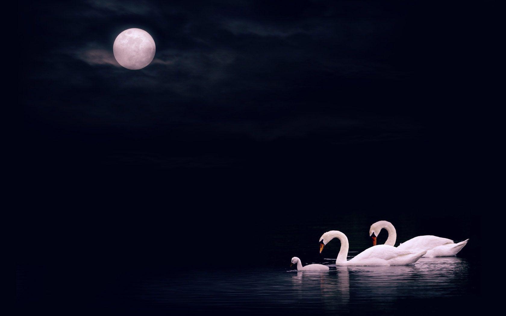 1680x1050 desktop background Swan lake photography wallpaper. Animal, Desktop