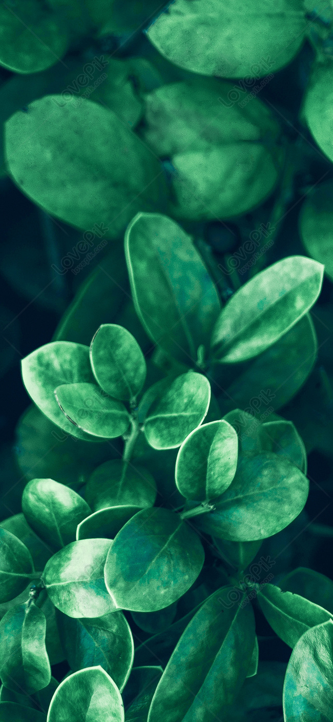 650x1410 Plant Background Cellphone Wallpaper Image Free Download, Phone