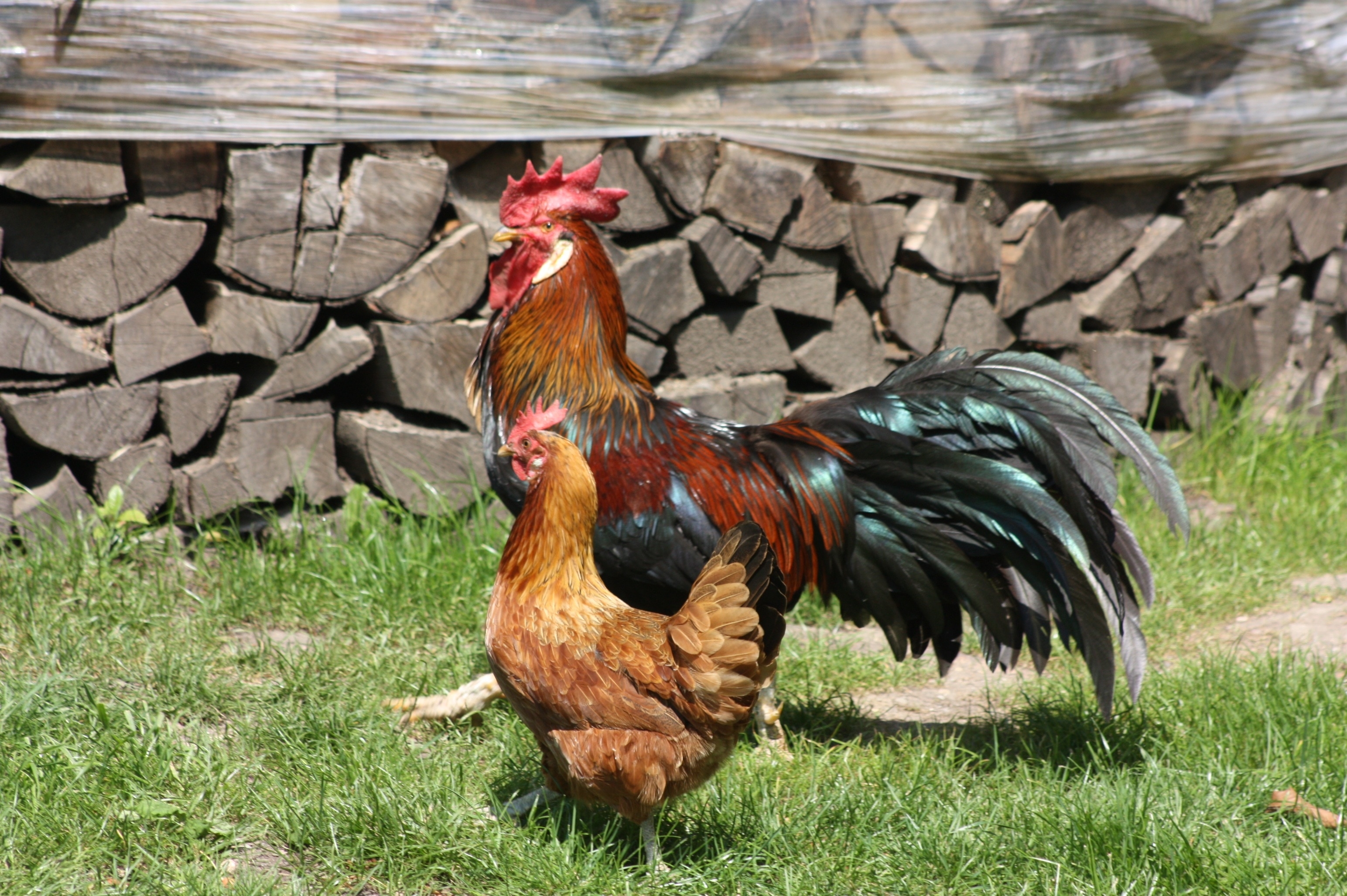 3090x2060 red and black rooster and brown hen free image, Desktop