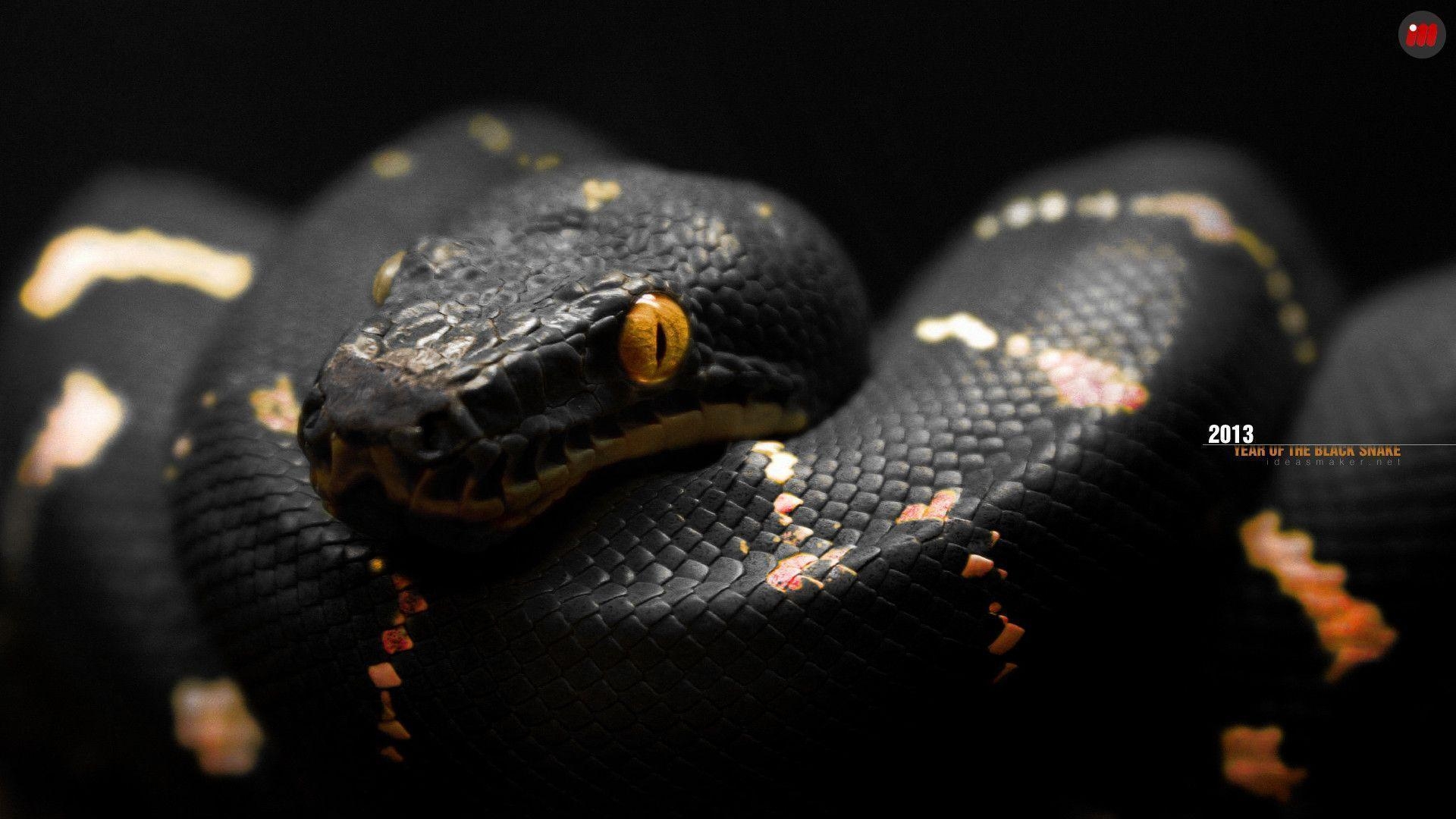 1920x1080 Black Snake wallpaper, Desktop