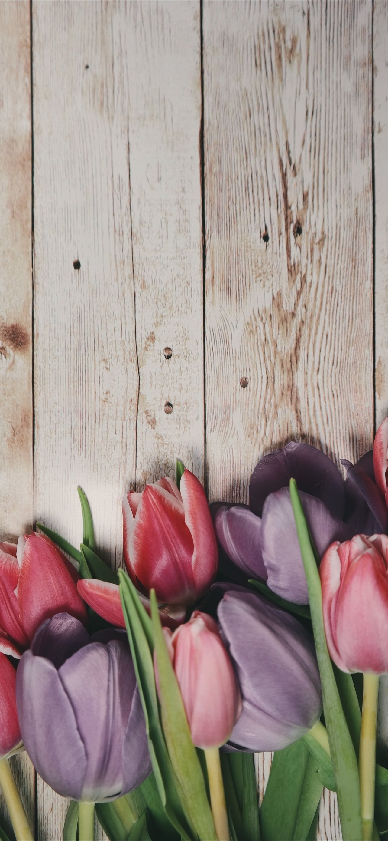 1290x2780 Best Tulip iPhone HD Wallpaper, Phone