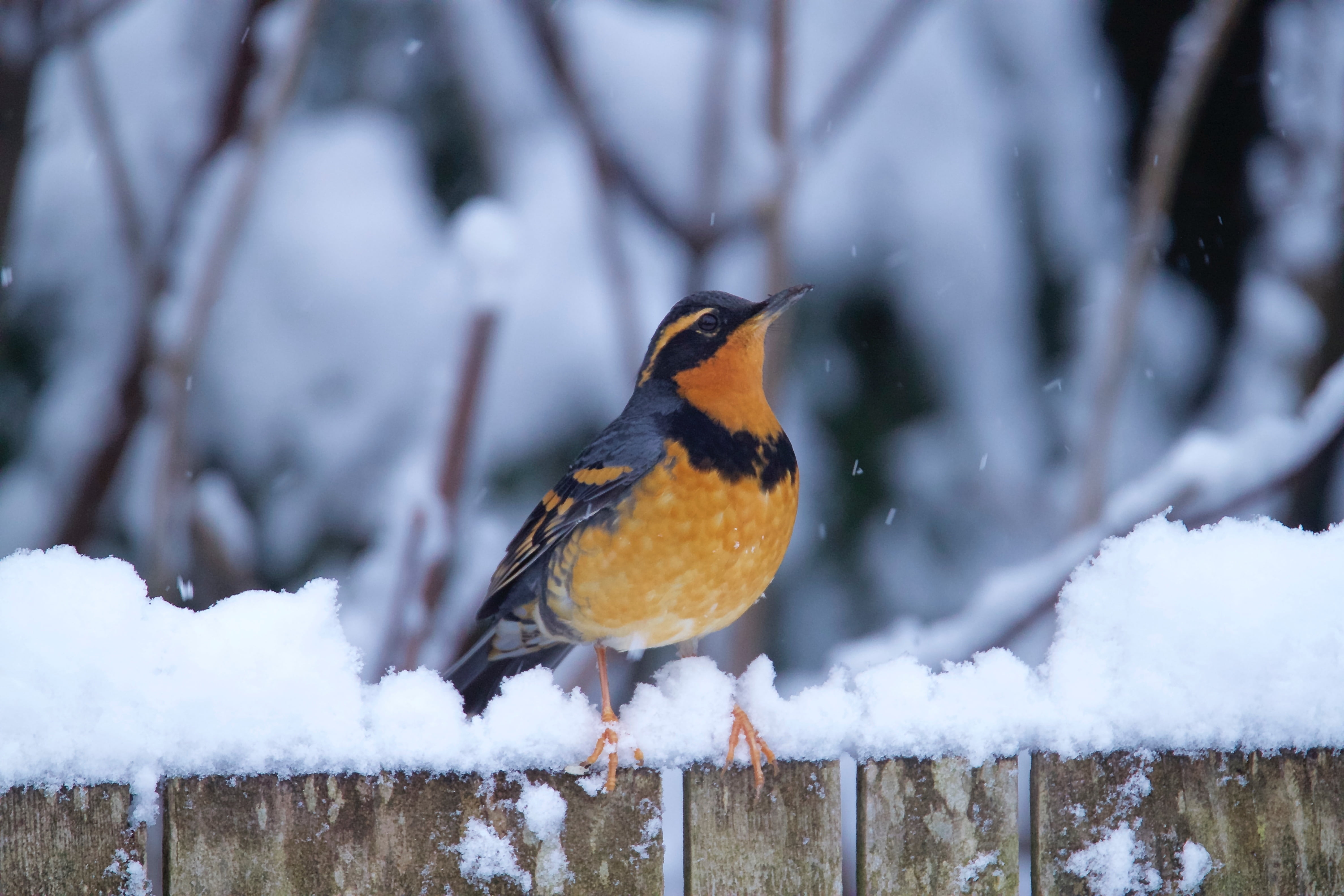 4760x3170 Brown and black bird, thrush HD wallpaper, Desktop