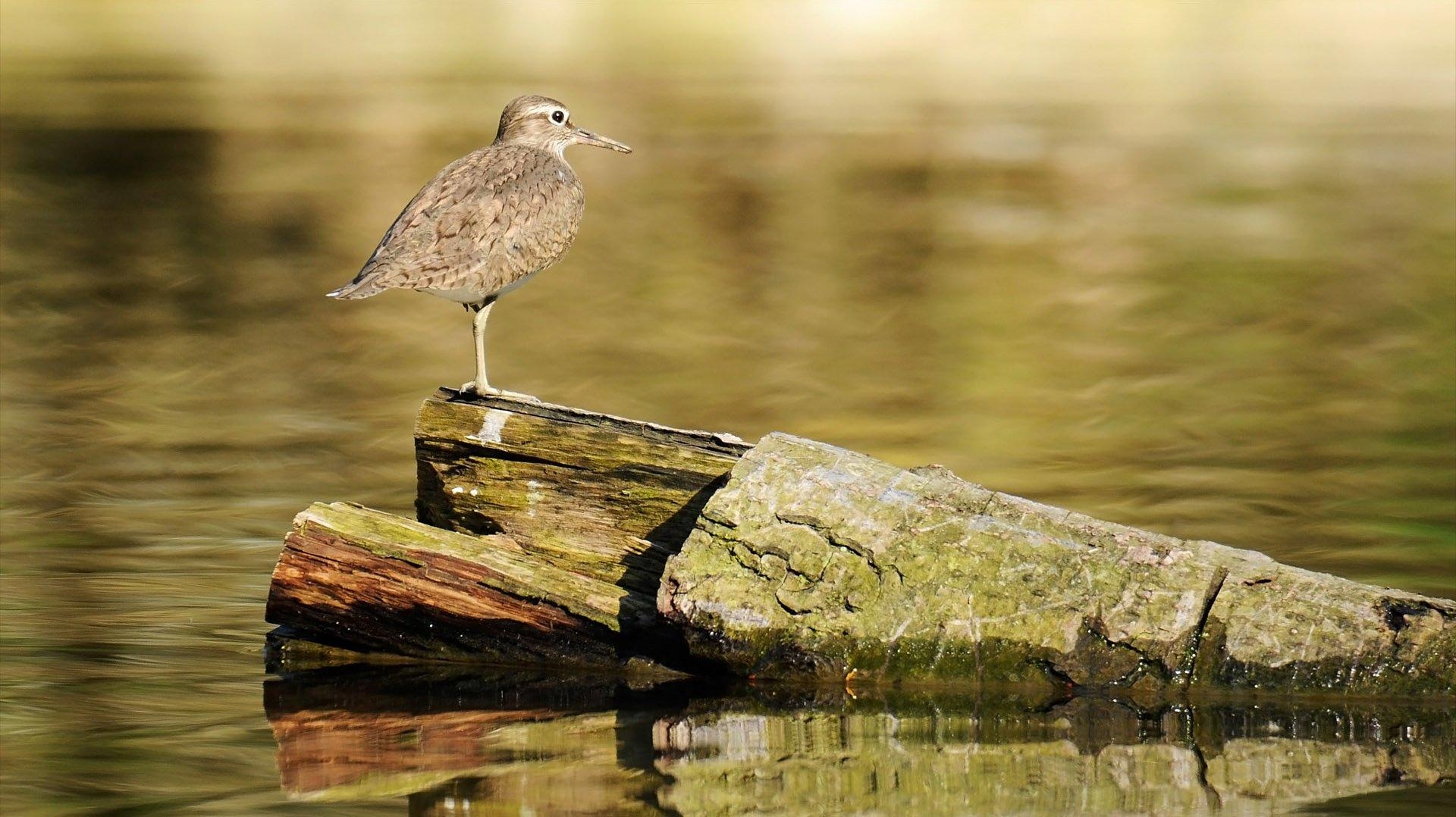 1920x1080 Sandpiper Wallpaper and Background Imagex1078, Desktop