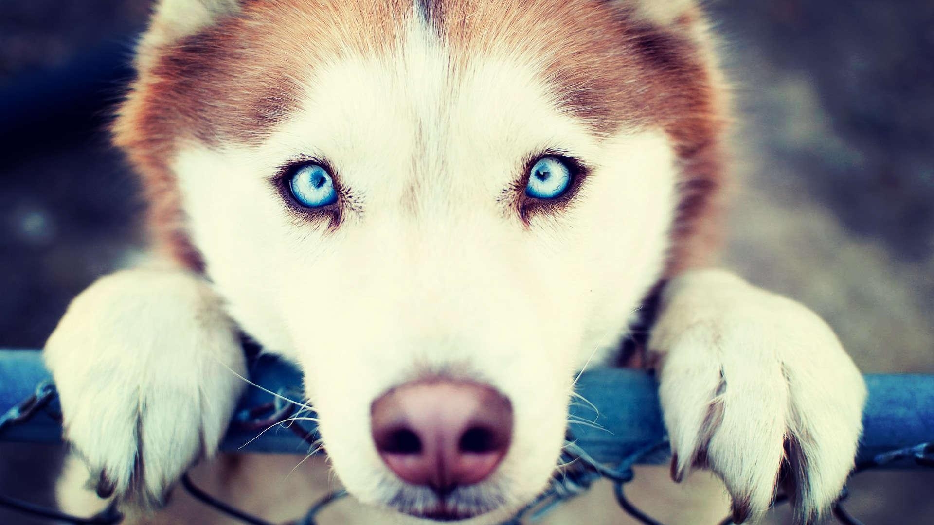 1920x1080 Adorable Siberian Husky 20781  px, Desktop