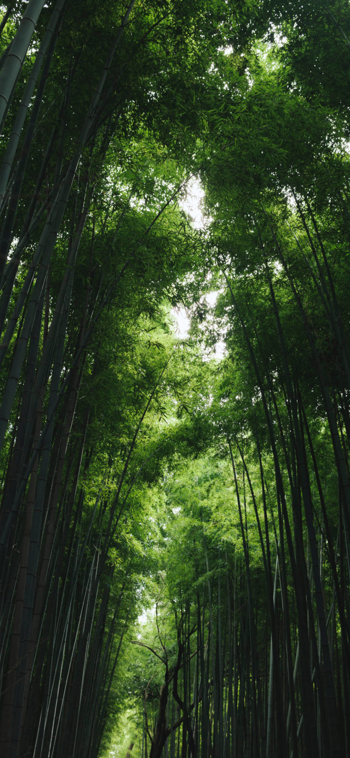 1190x2560 Bamboo forest Wallpaper for iPhone Pro Max, X, 6, Phone