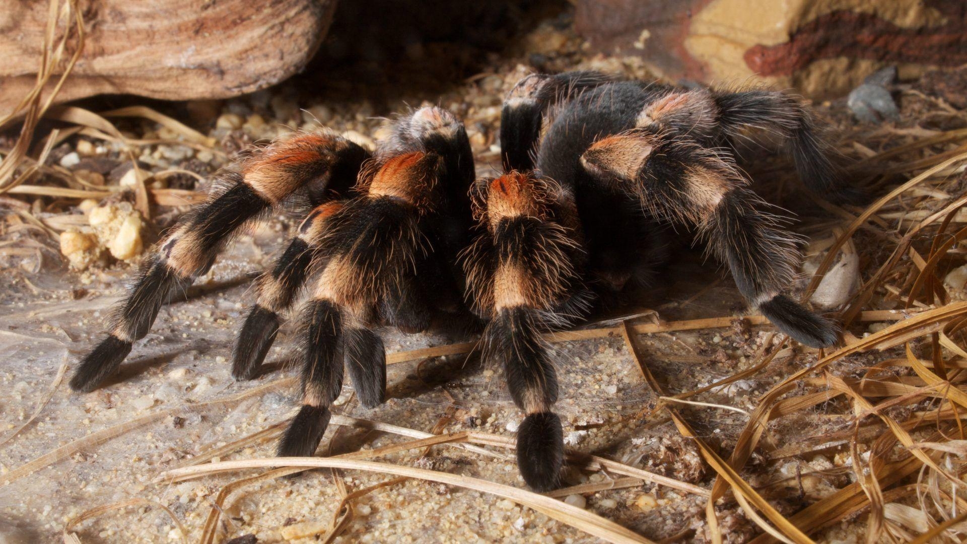 1920x1080 Tarantula Tag wallpaper: Spider Insect Tarantula Beetles Picture, Desktop