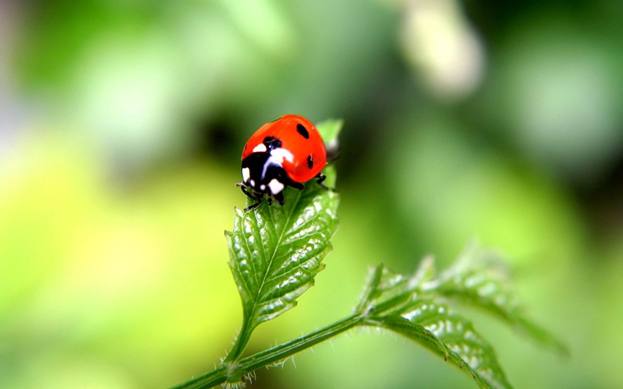 1280x800 Desktop Wallpaper Lady beetle Insects Animals, Desktop