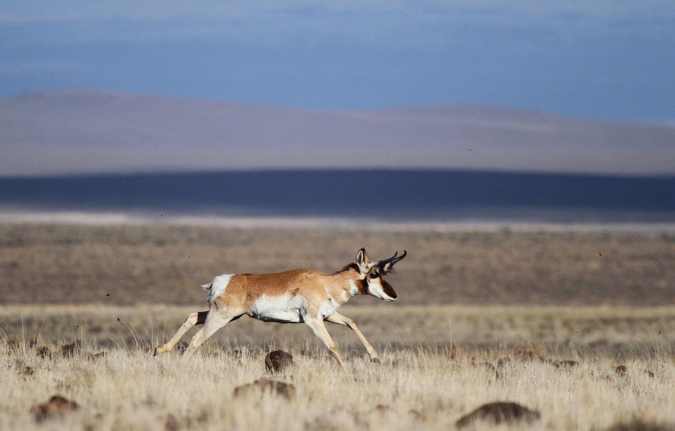 1340x850 Wallpaper field, wildlife, pronghorn image for desktop, Desktop