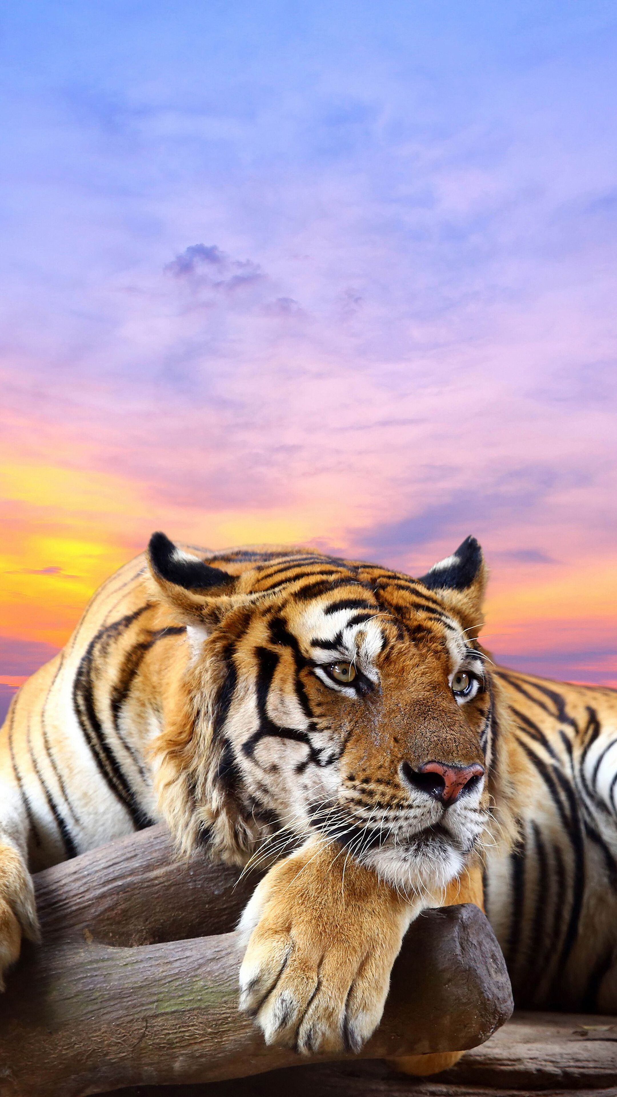 2160x3840 Tiger, 4K iPhone 6s, 6 HD Wallpaper, Image, Background, Photo and Picture. Mocah.org HD Wallpaper, Phone