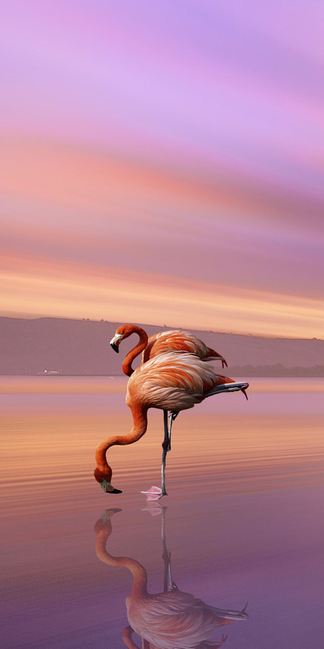 1080x2160 Animal Flamingo () Wallpaper, Phone