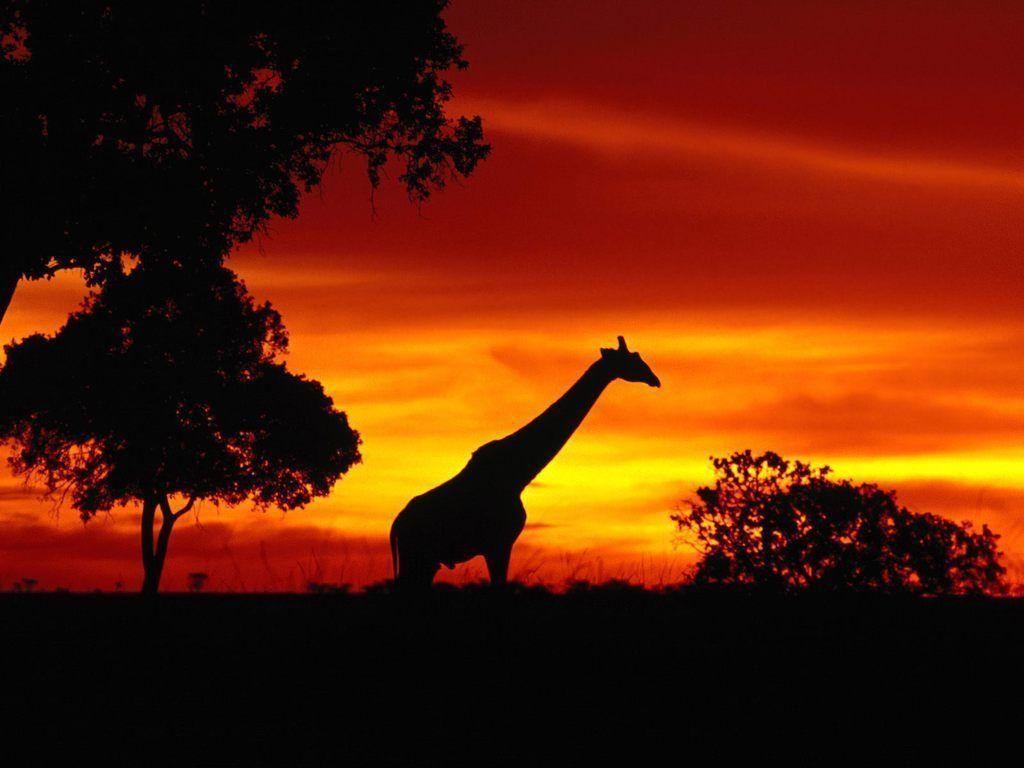 1030x770 African Wildlife Wallpaper, Desktop